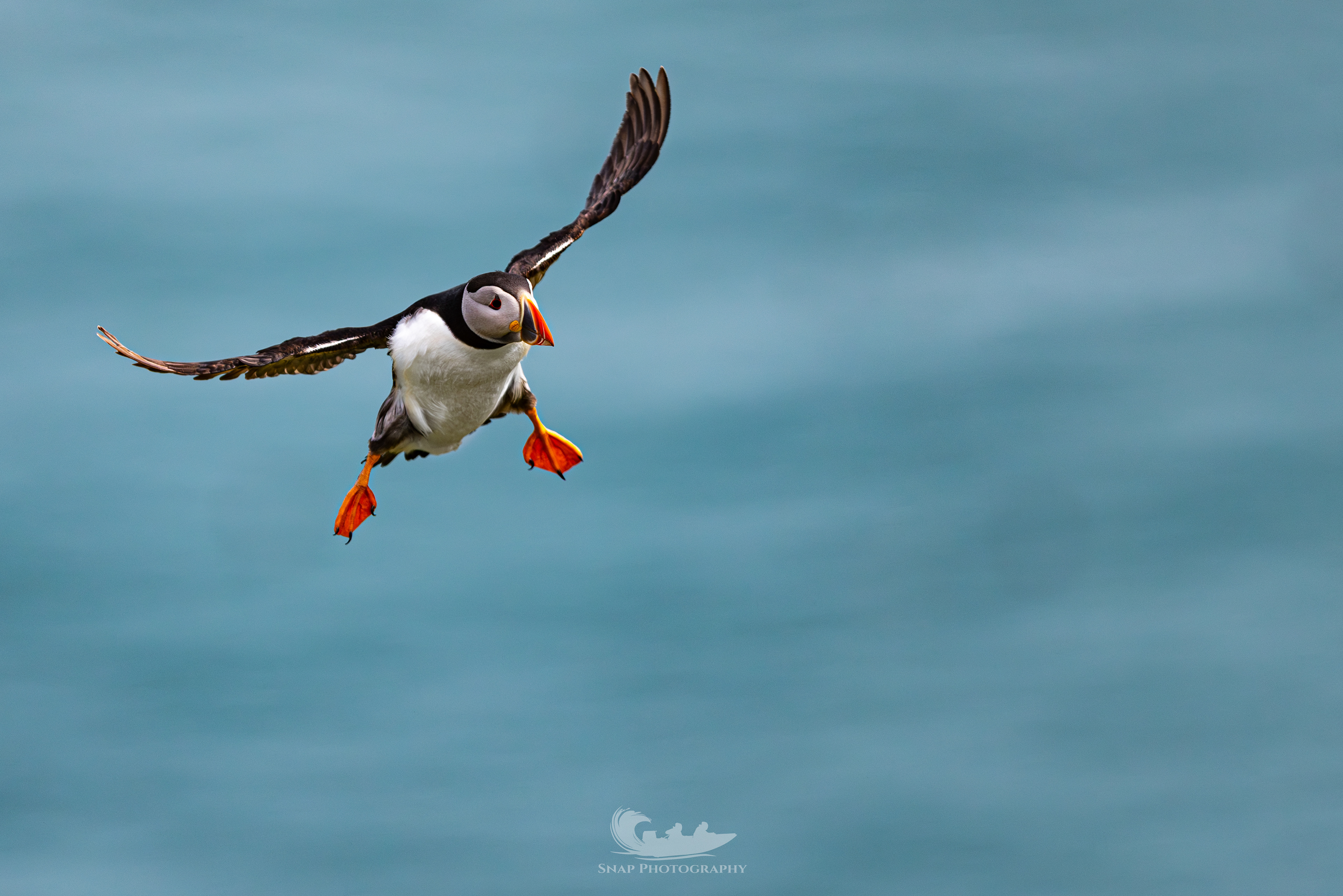 Skomer Island Puffins