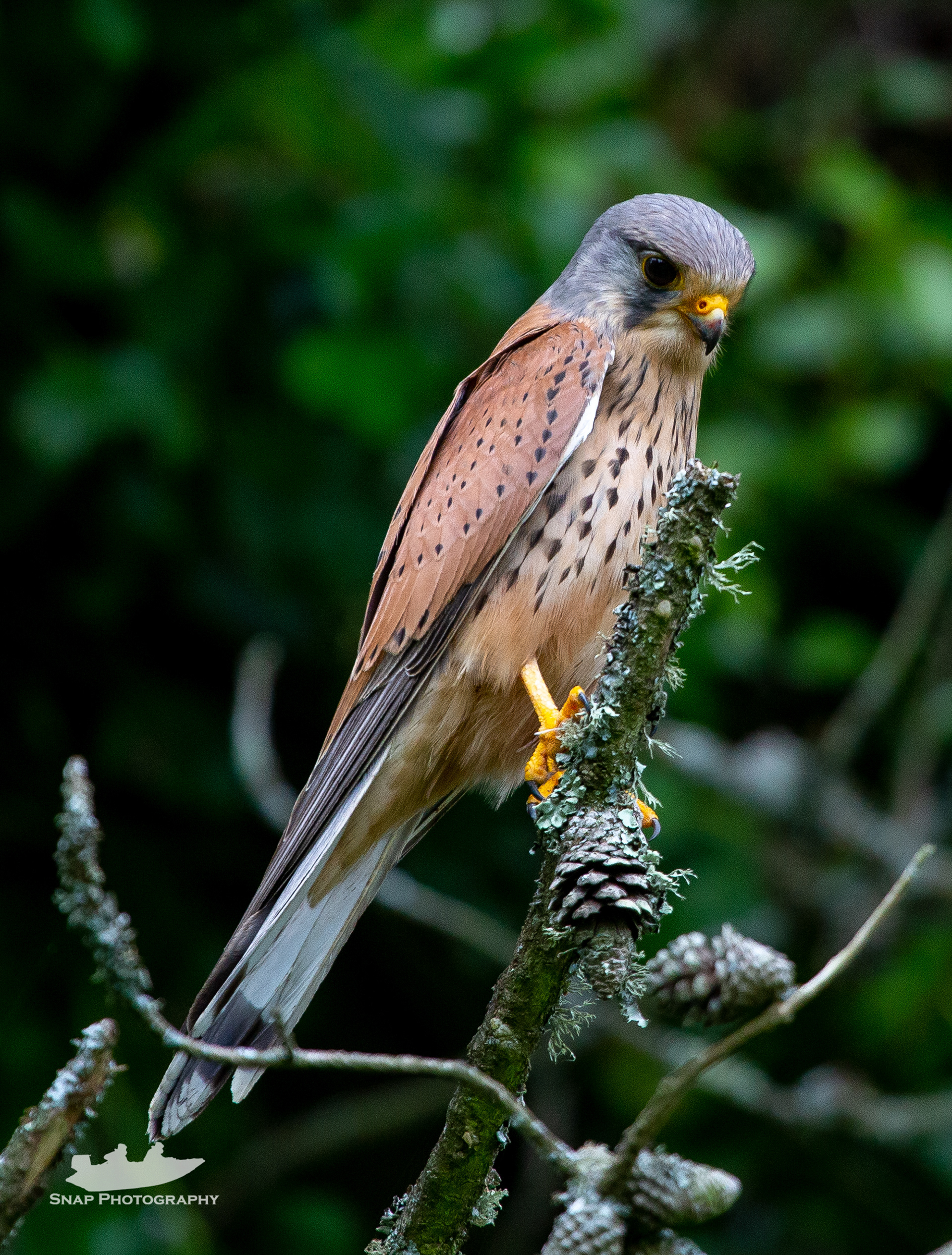 Kestrel