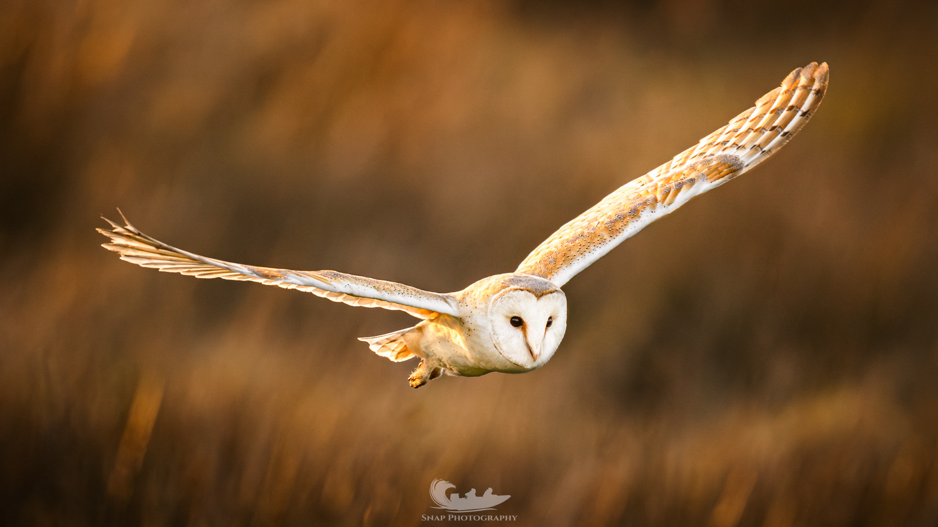 Barn Owl