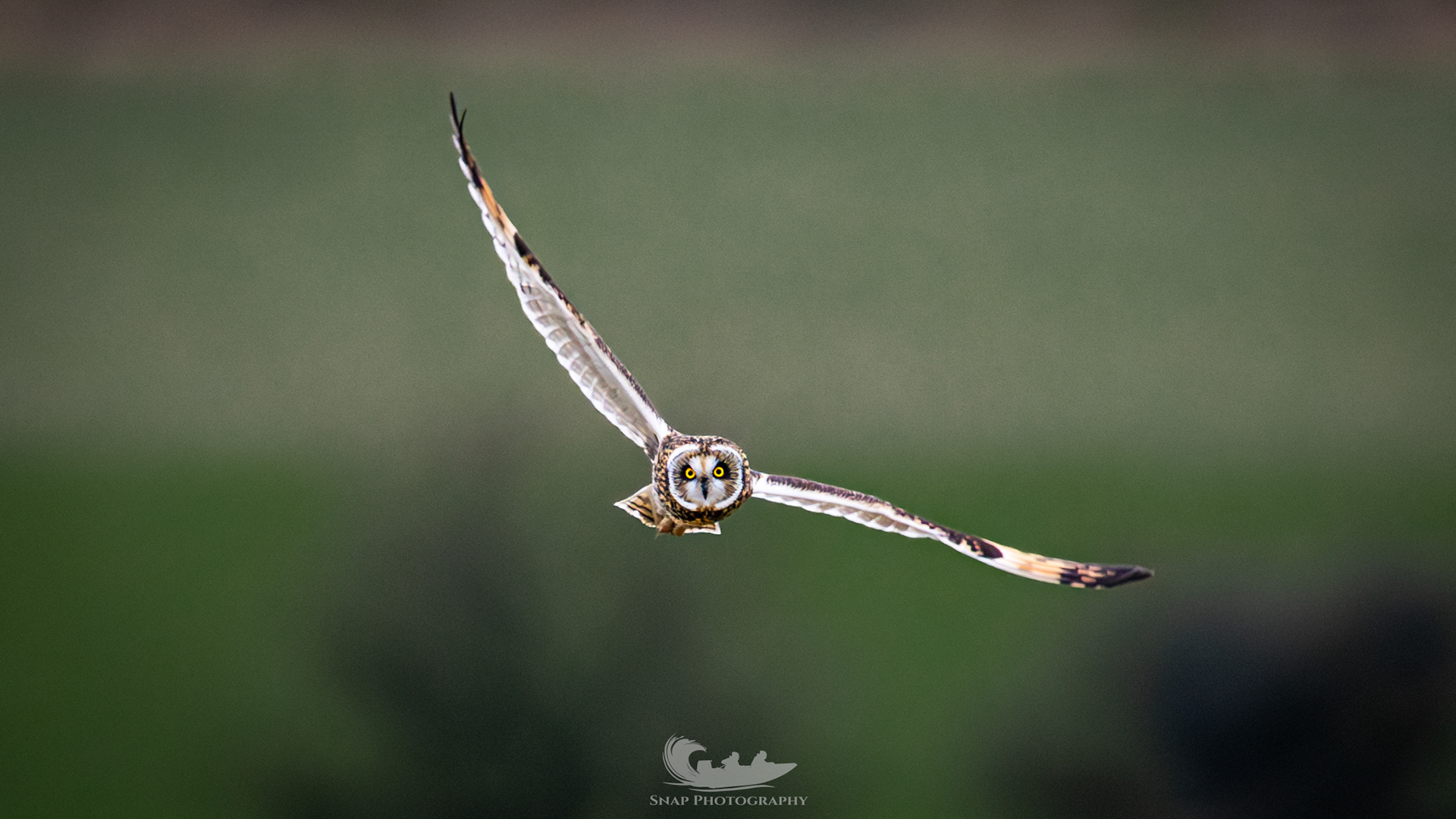 Short eared owls