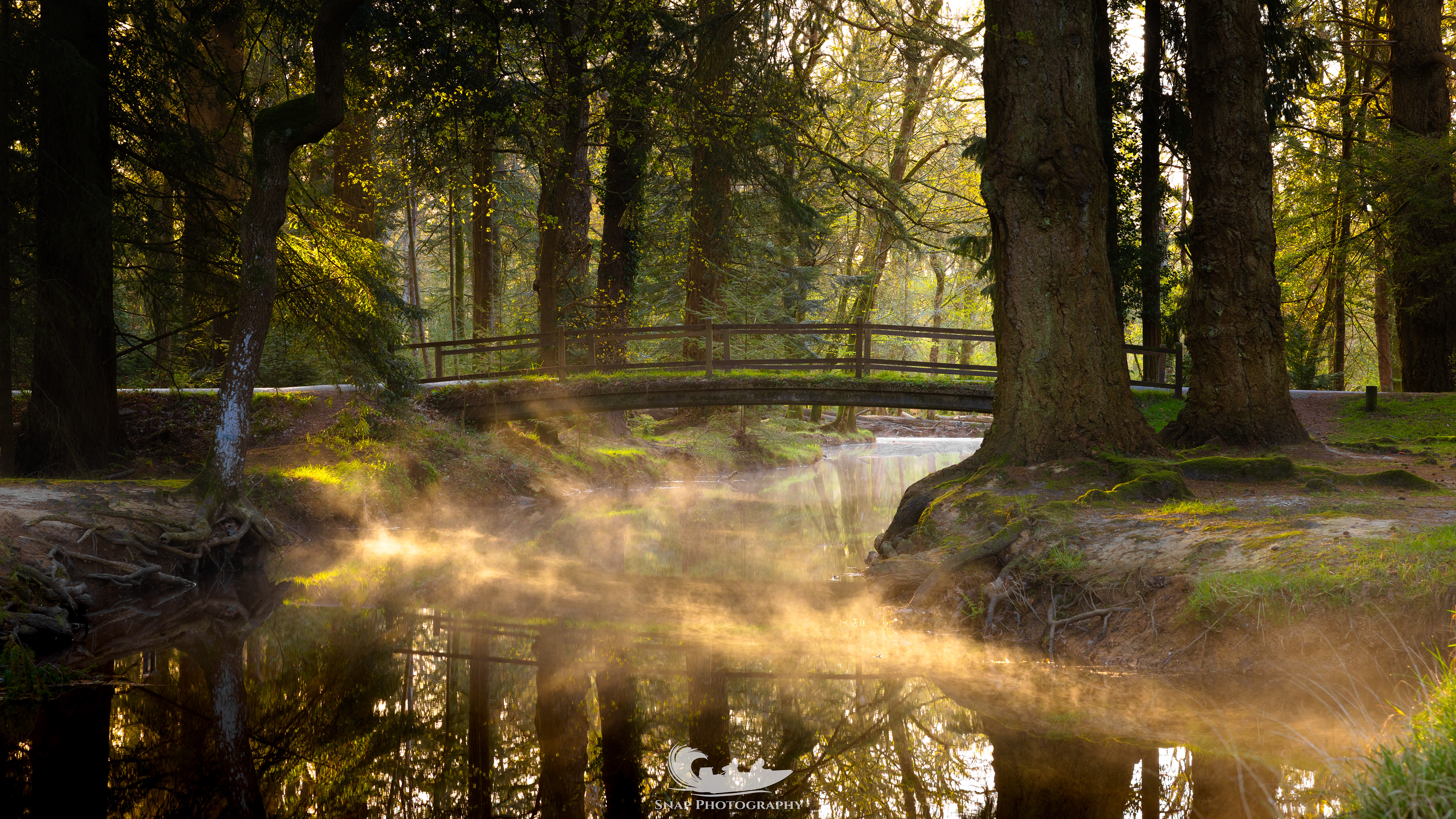 The New Forest