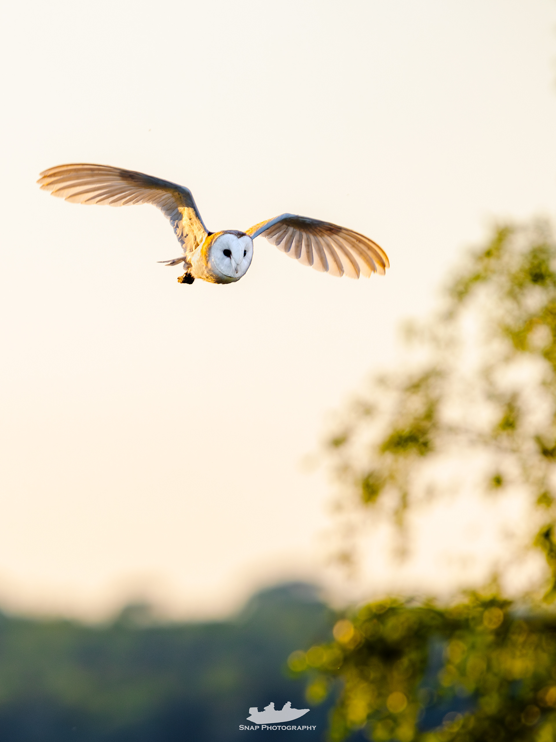 Male Barn Owl