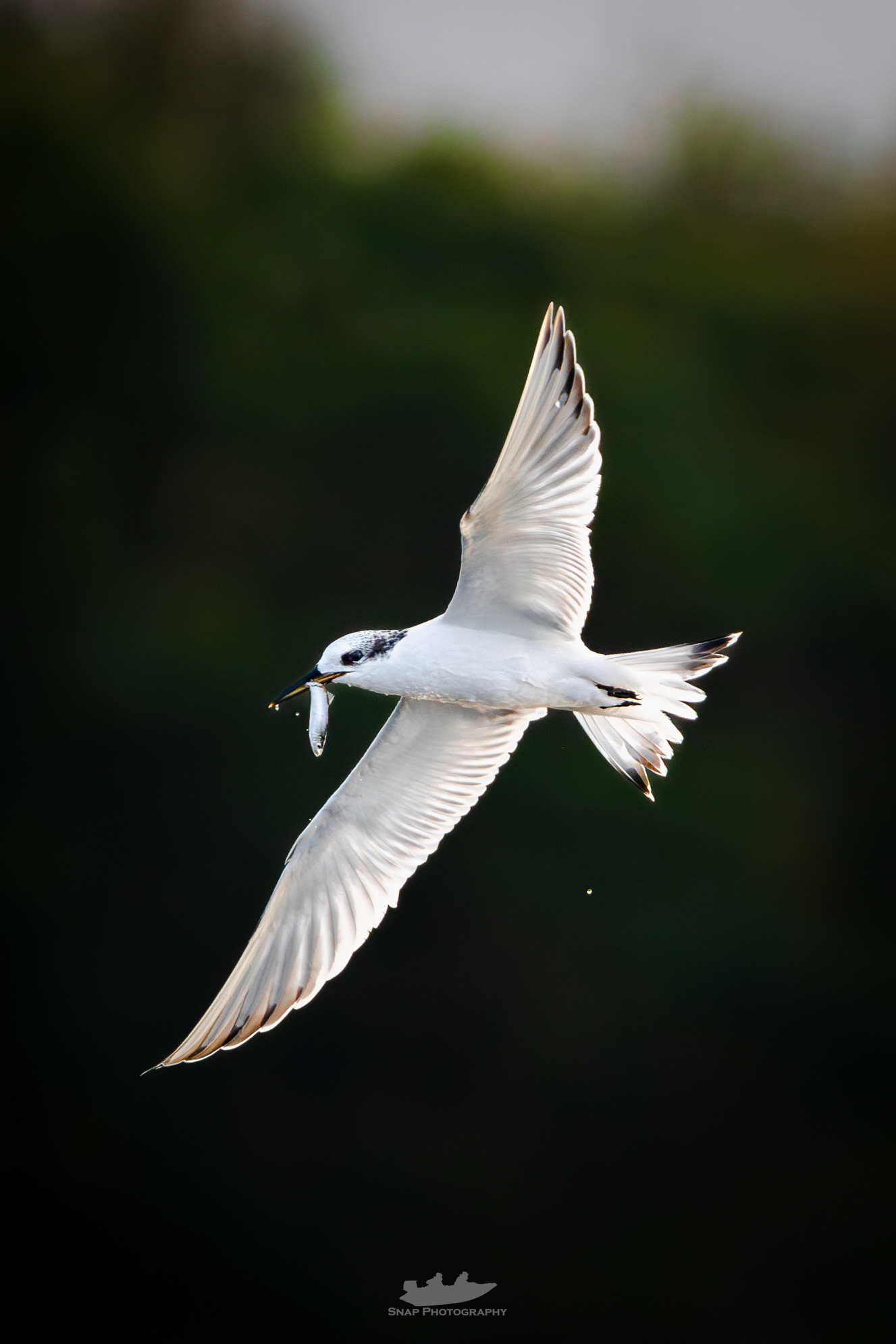 Sandwich Tern