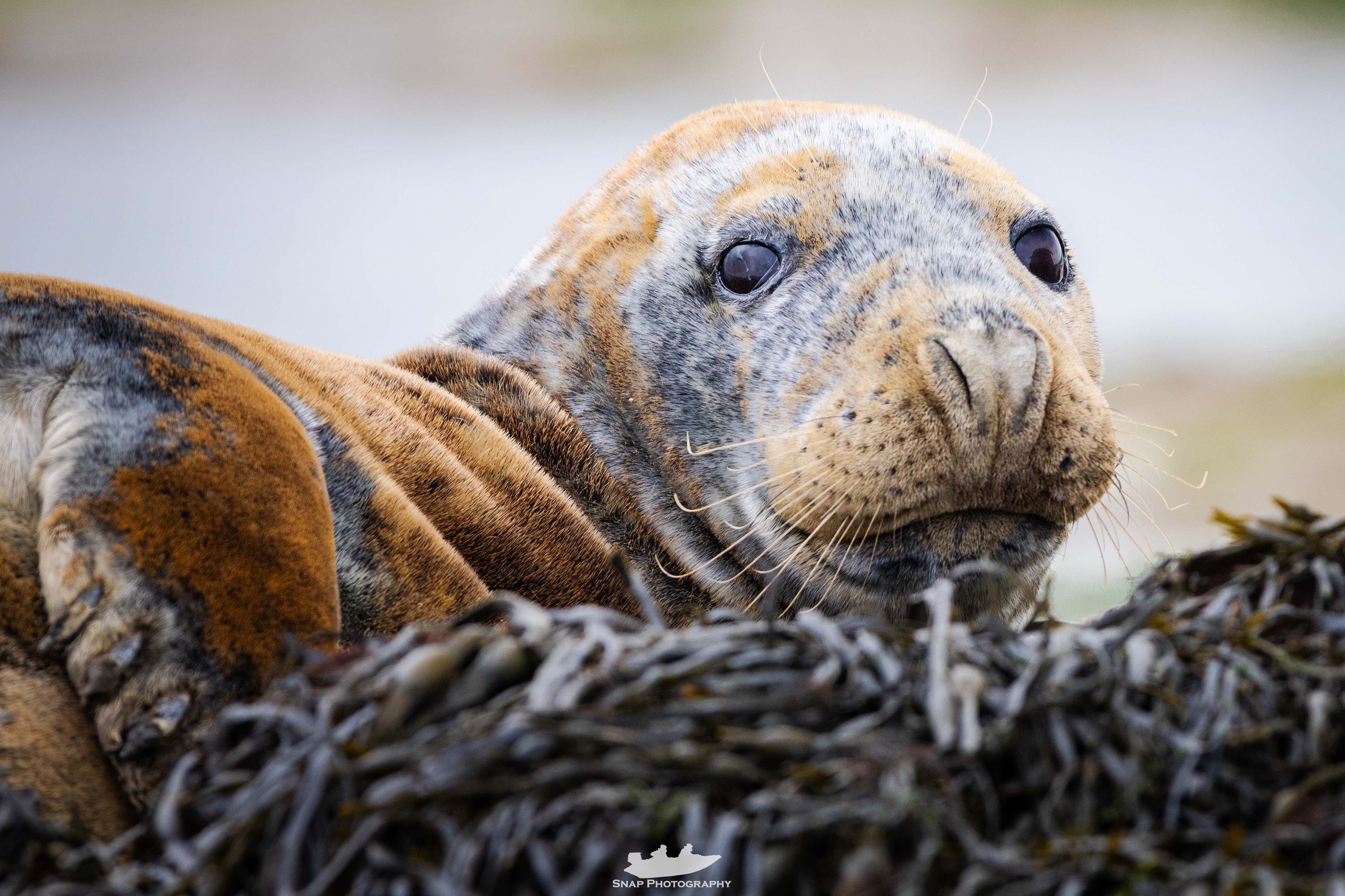 Seal