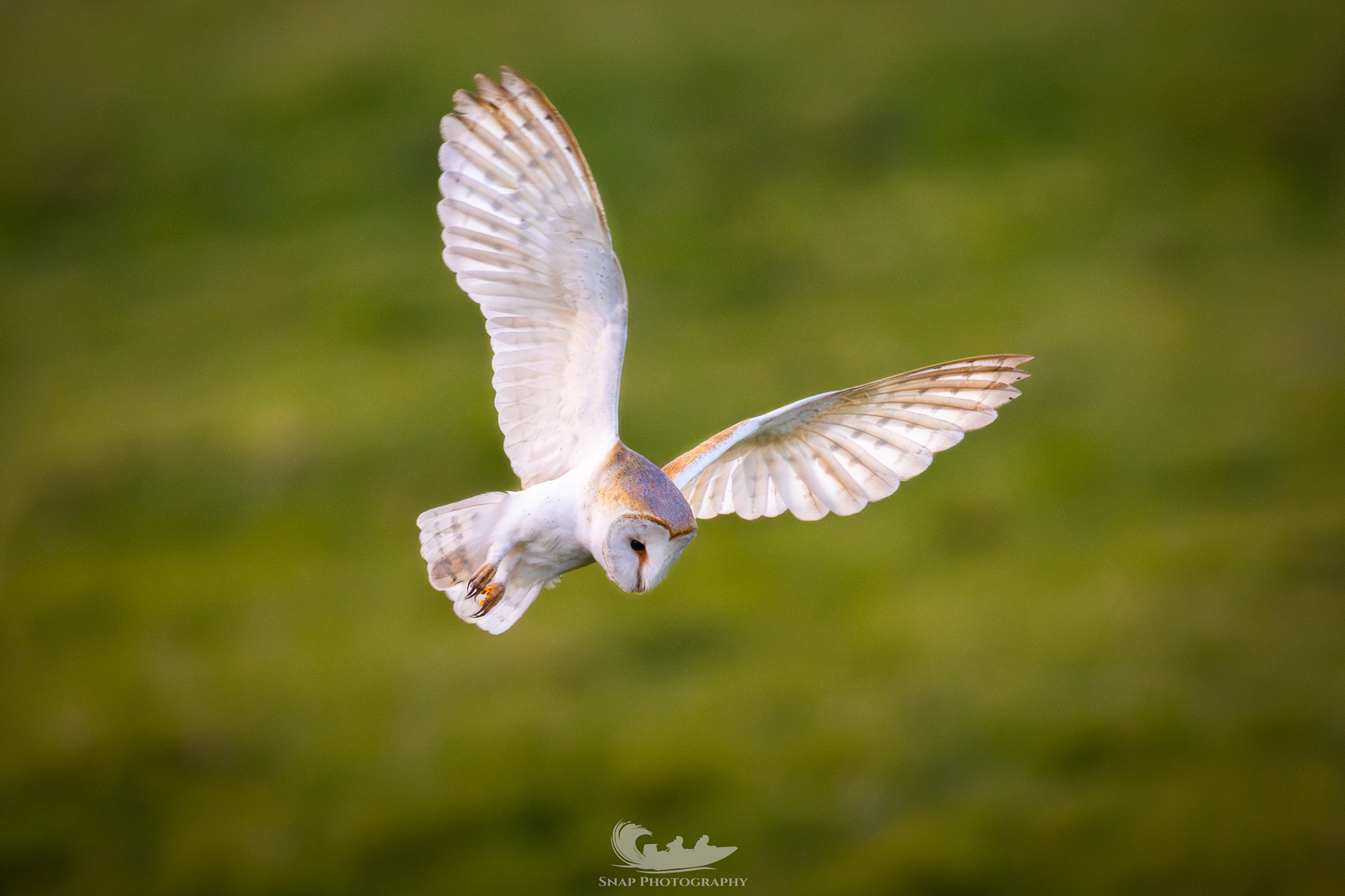 Barn Owl