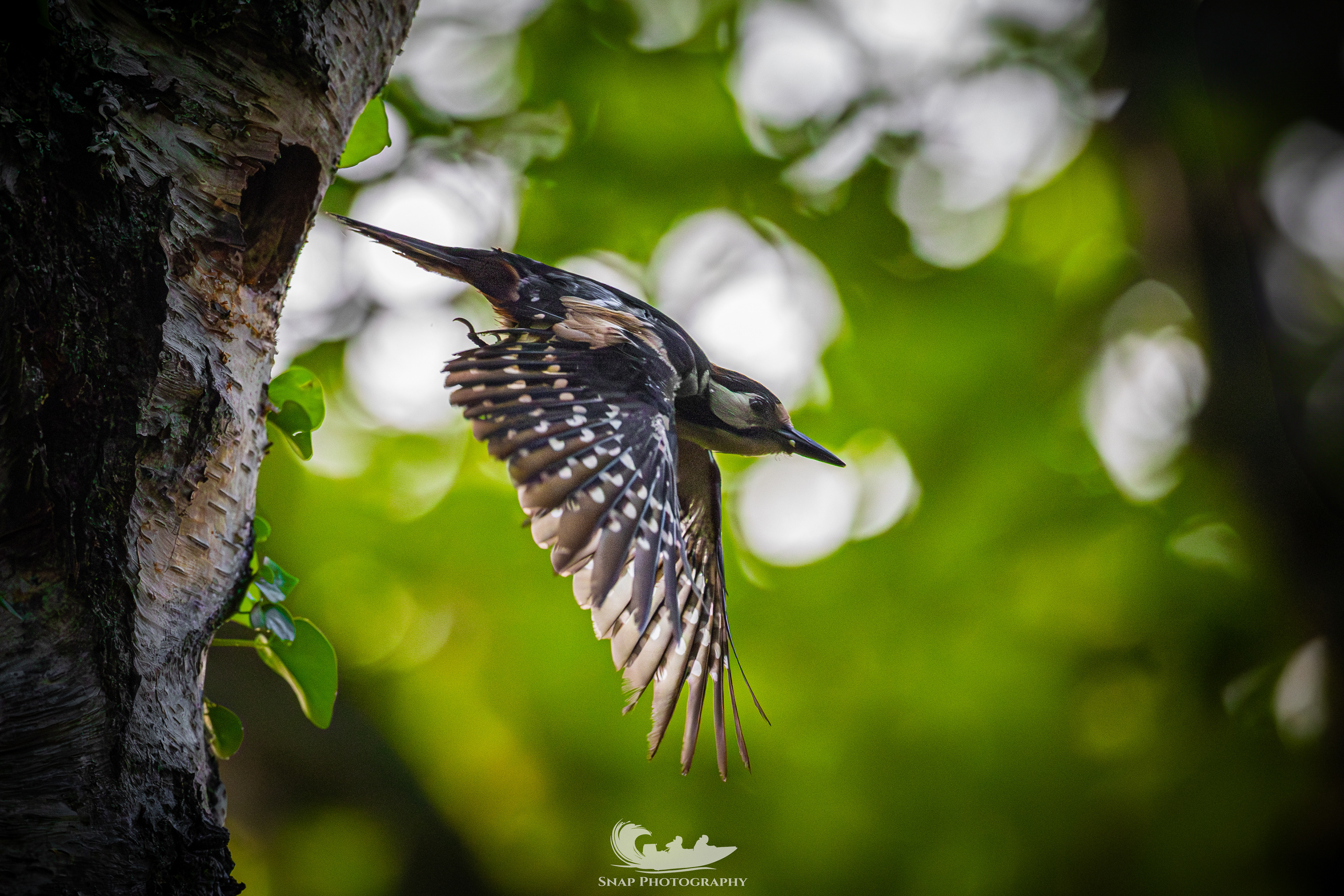 Great Spotted Woodpecker