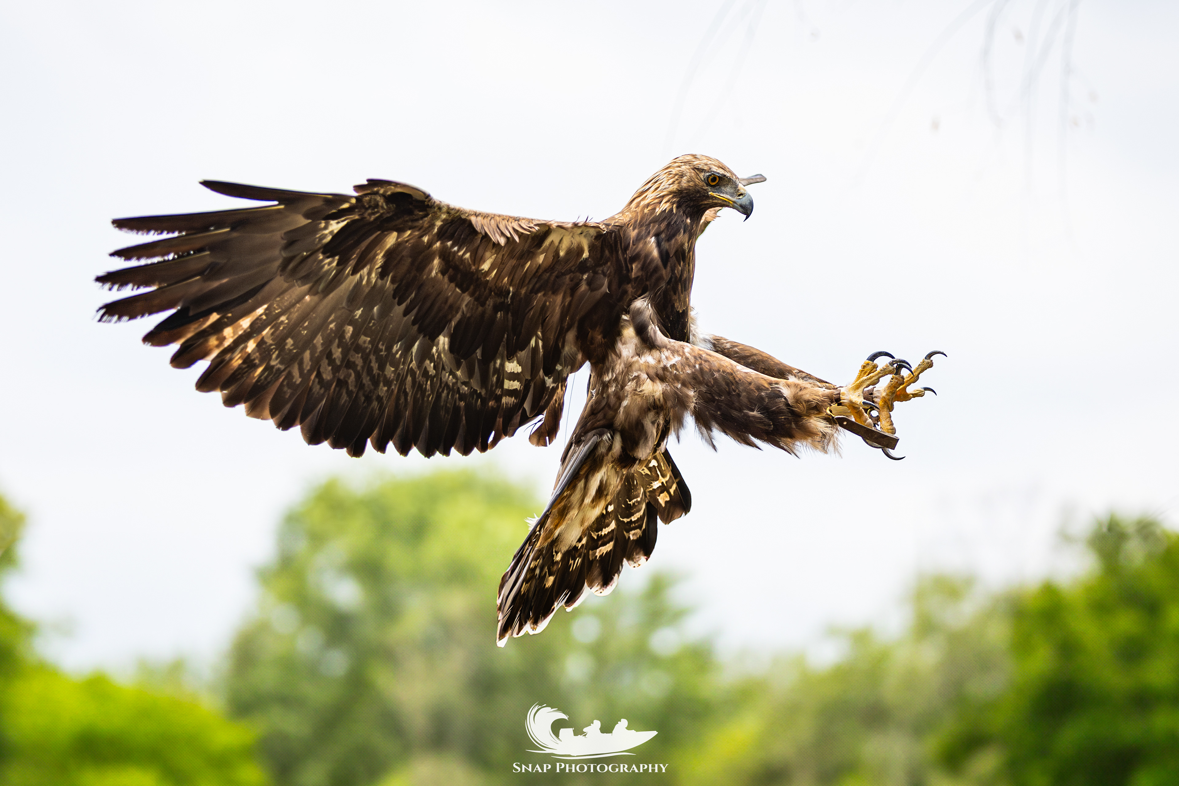 Liberty's owl and raptor centre