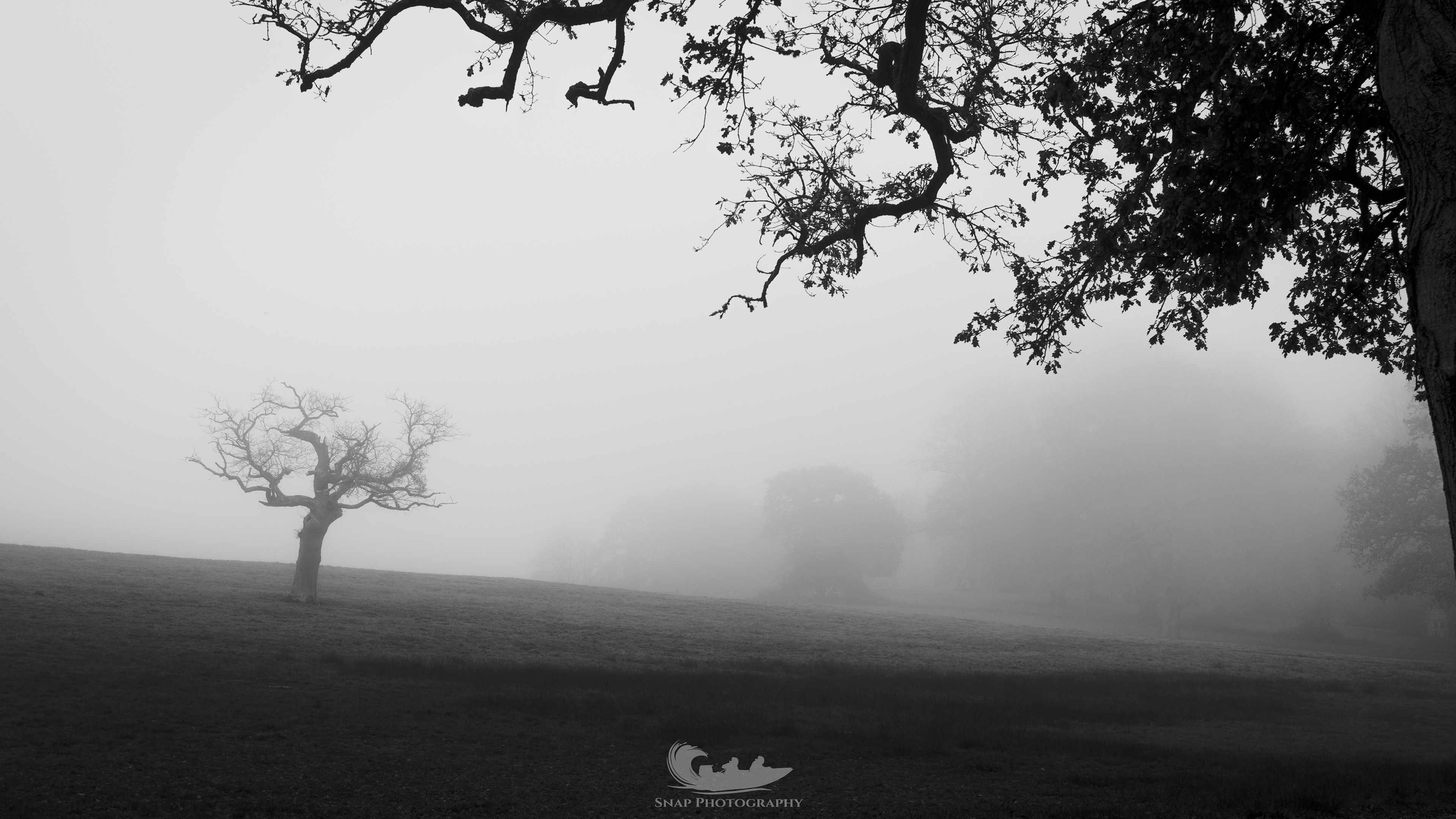 New Forest misty morning
