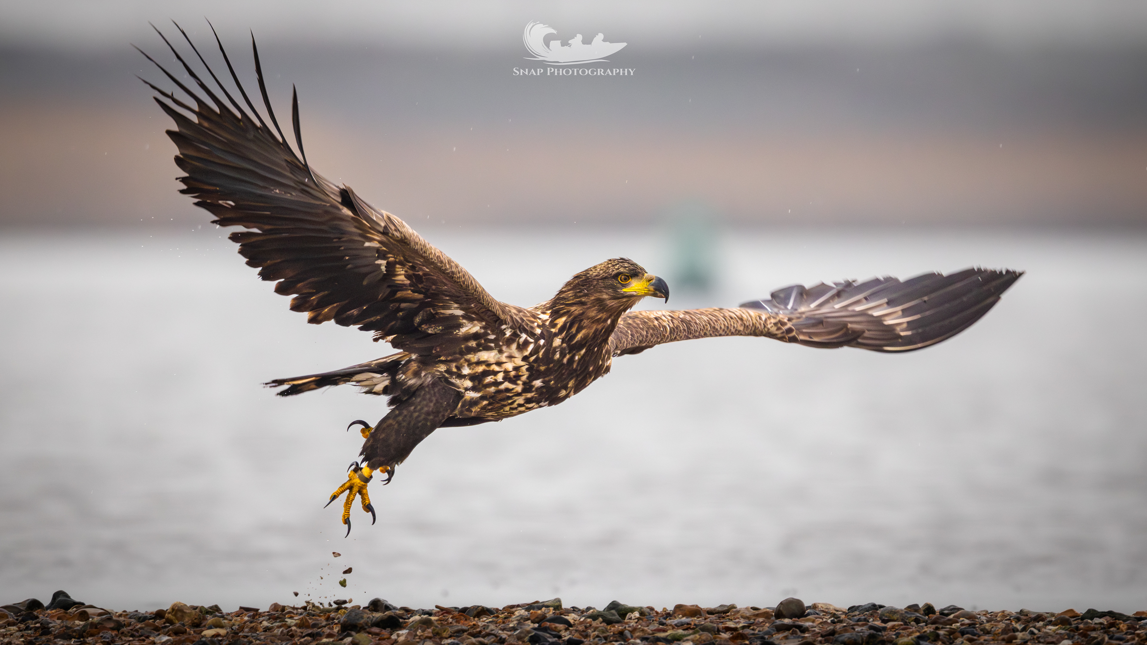 Christchurch harbour White Tailed Eagles