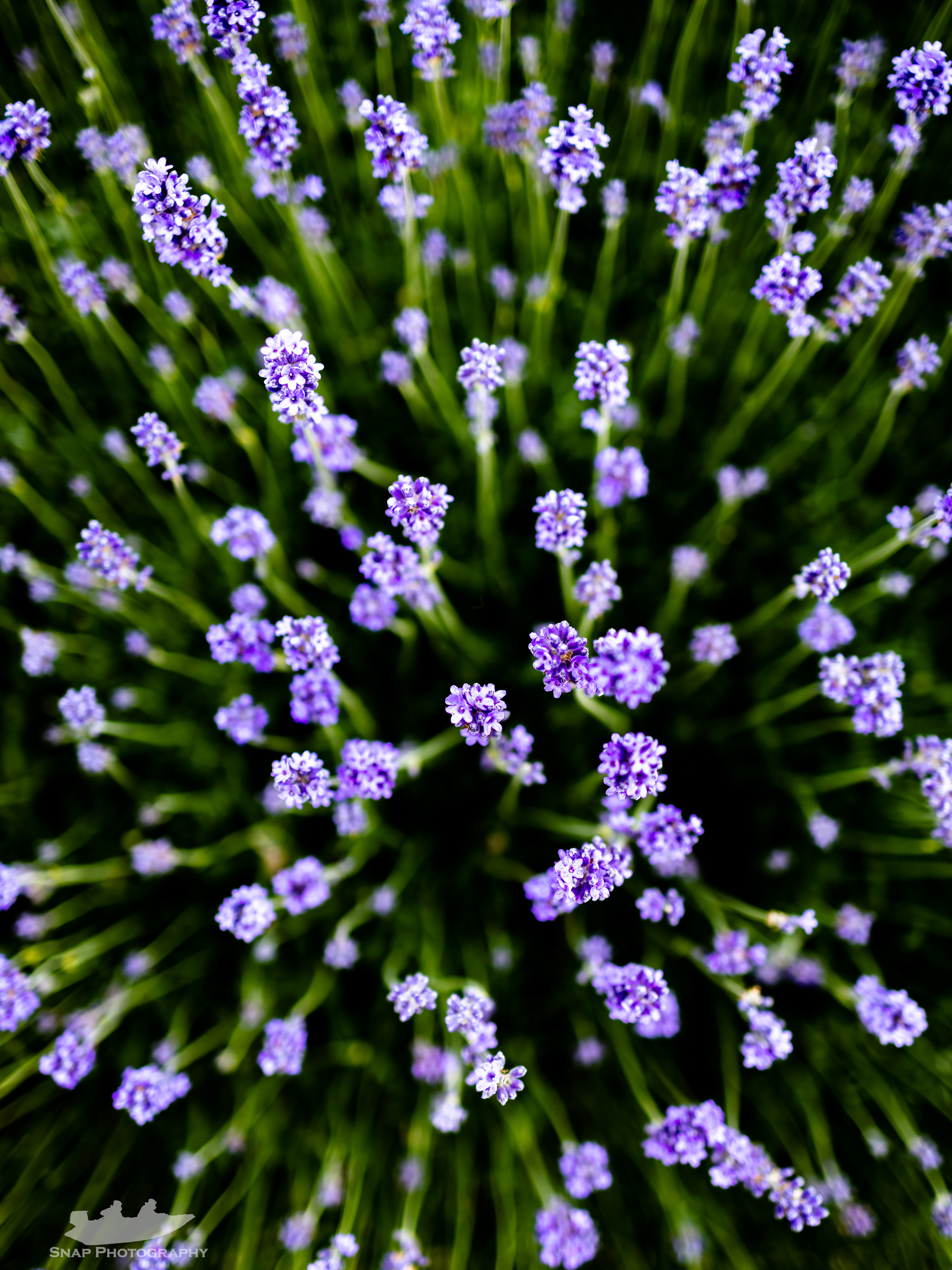 Lavender 