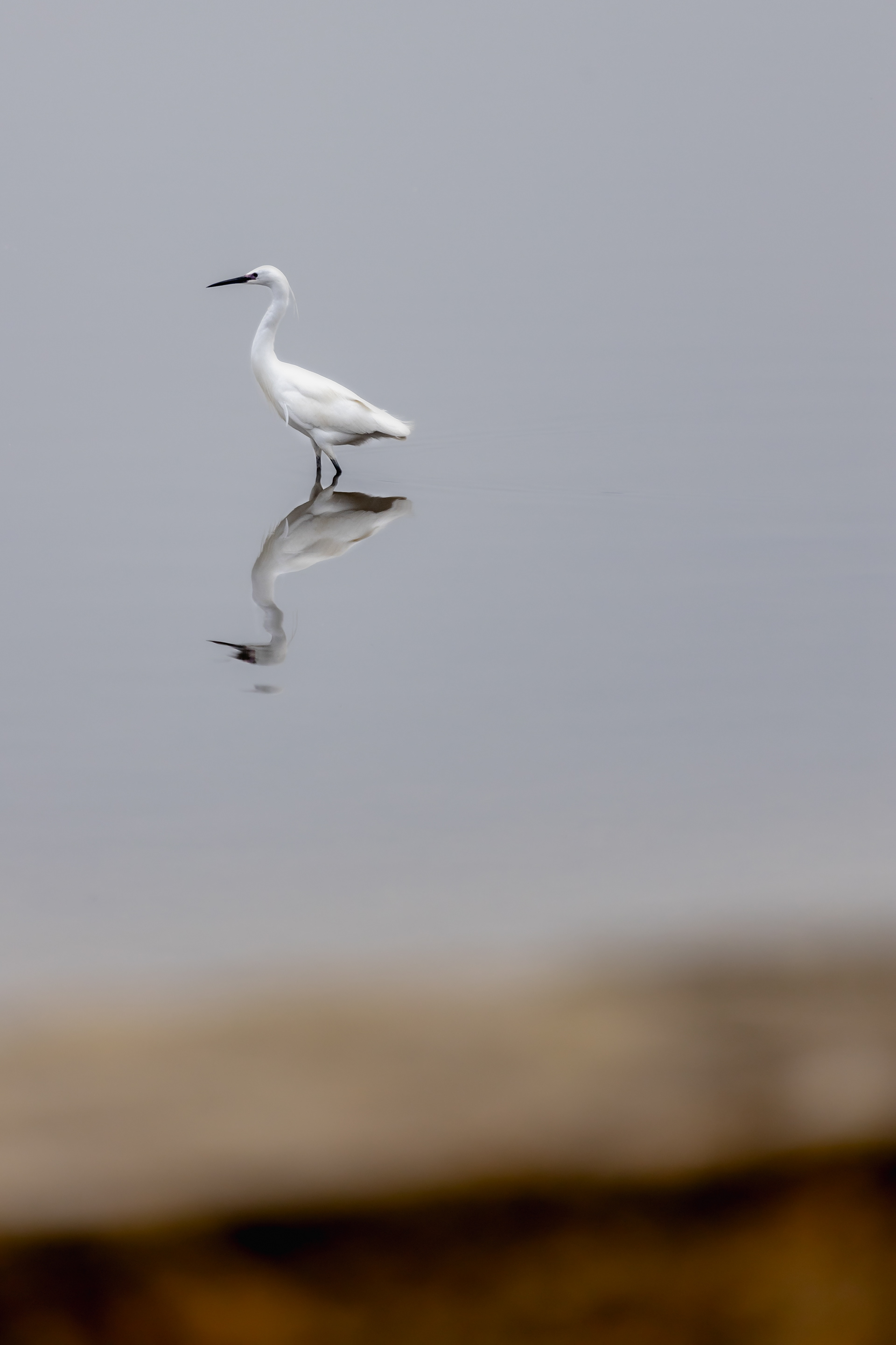 Little Egret 