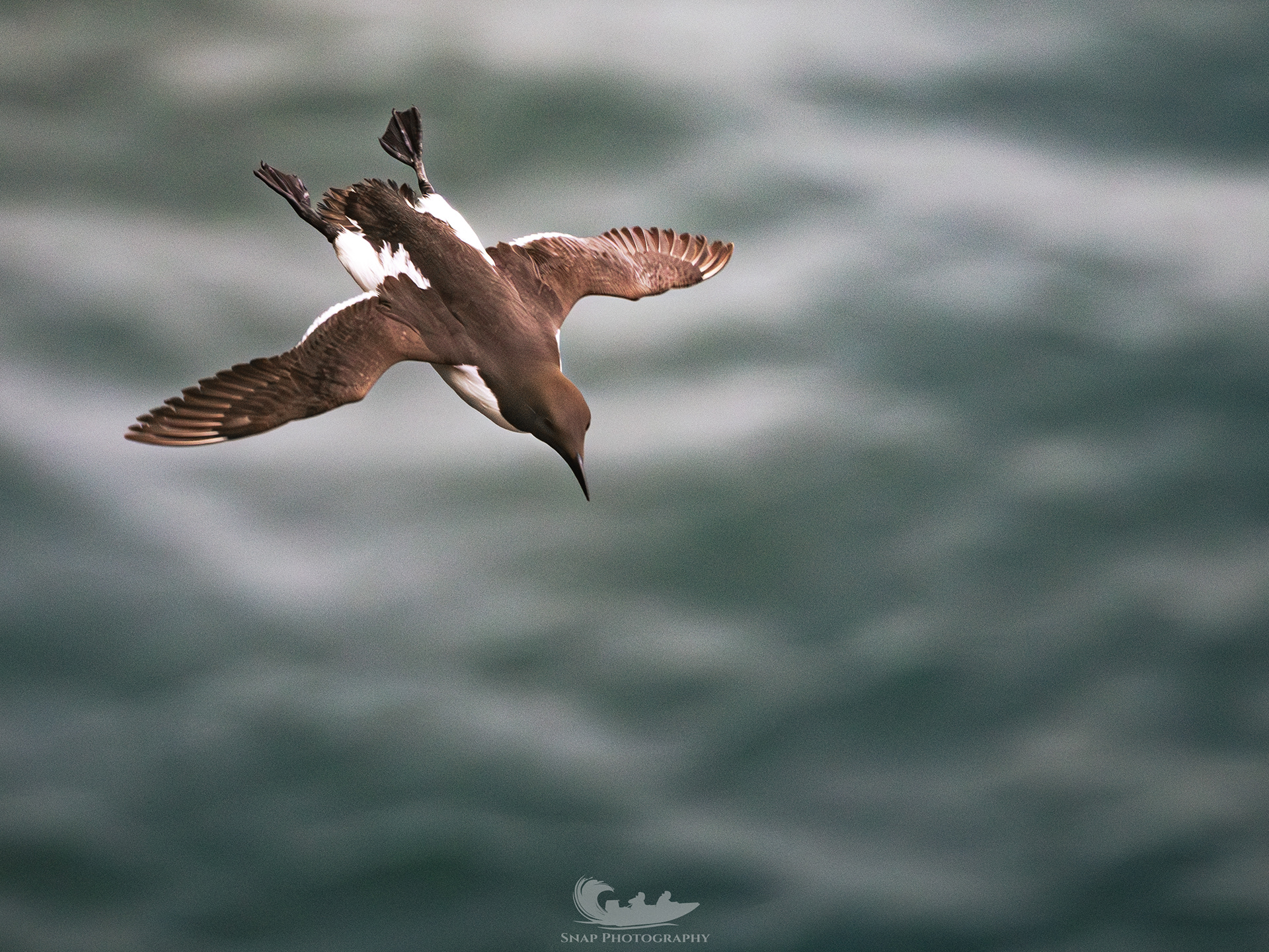 Guillemot