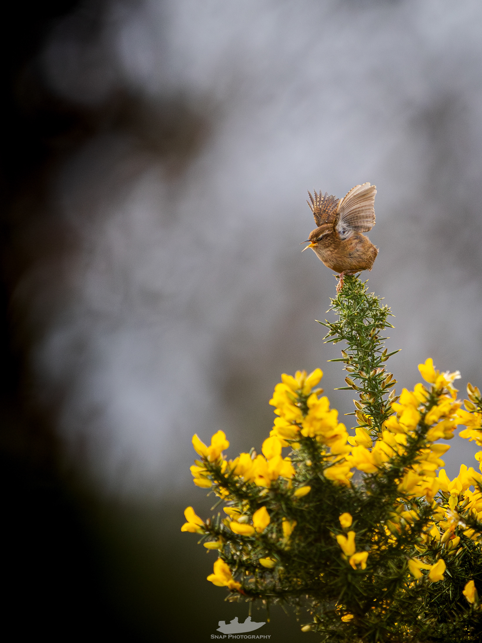 Wren