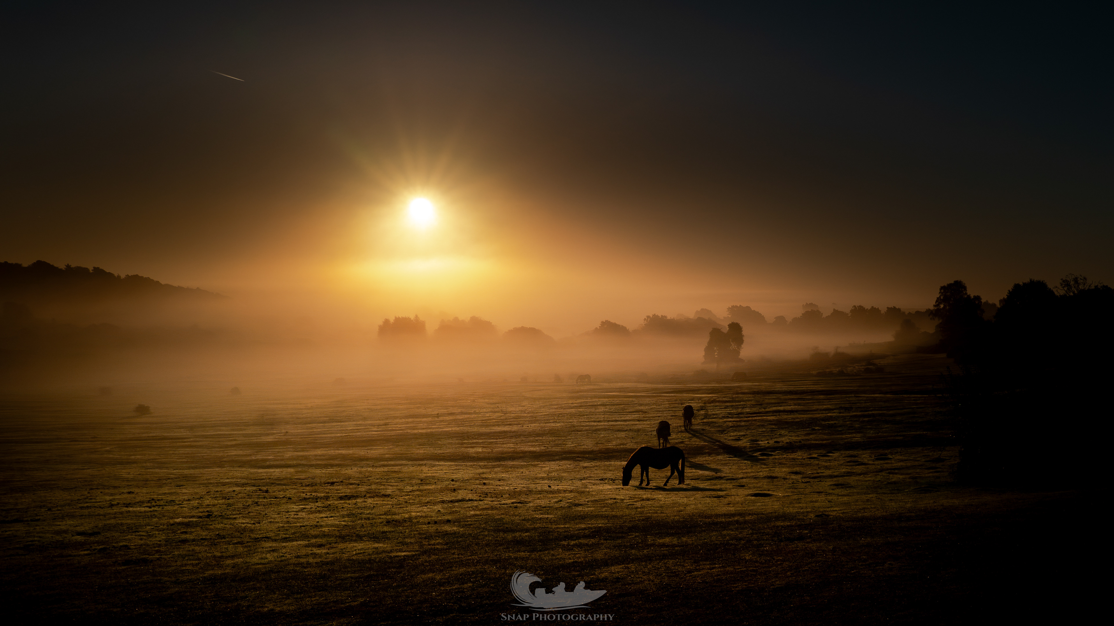 Misty start in the New Forest