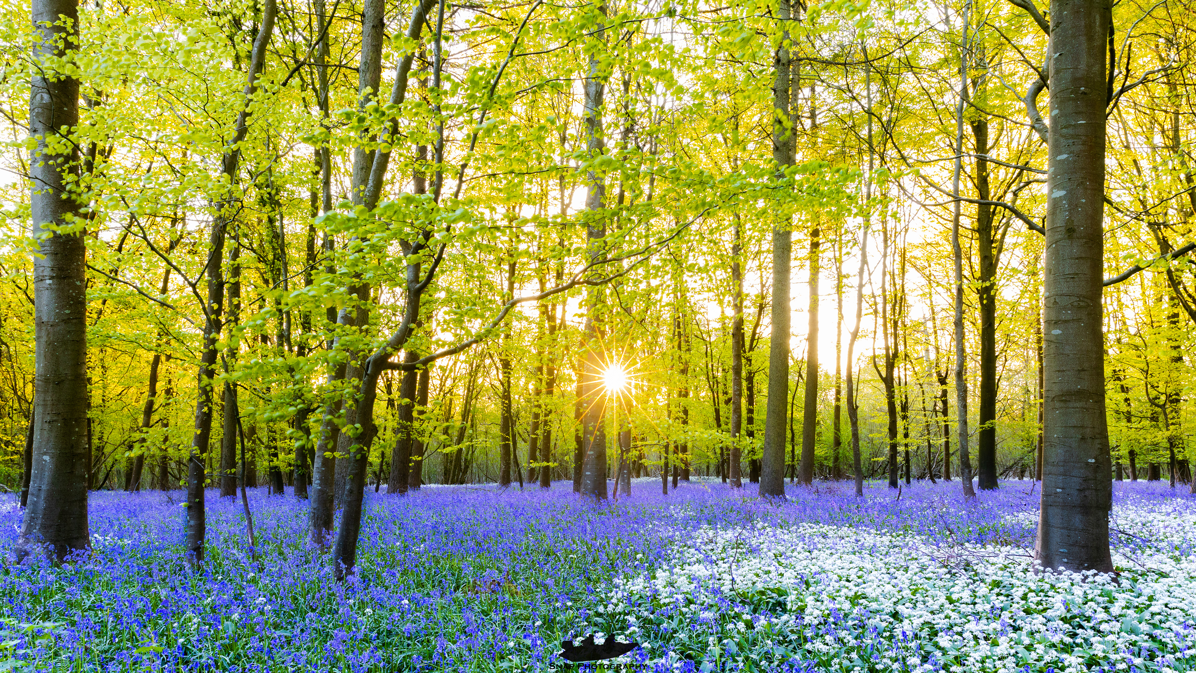 Bluebell and wild Garlic woods