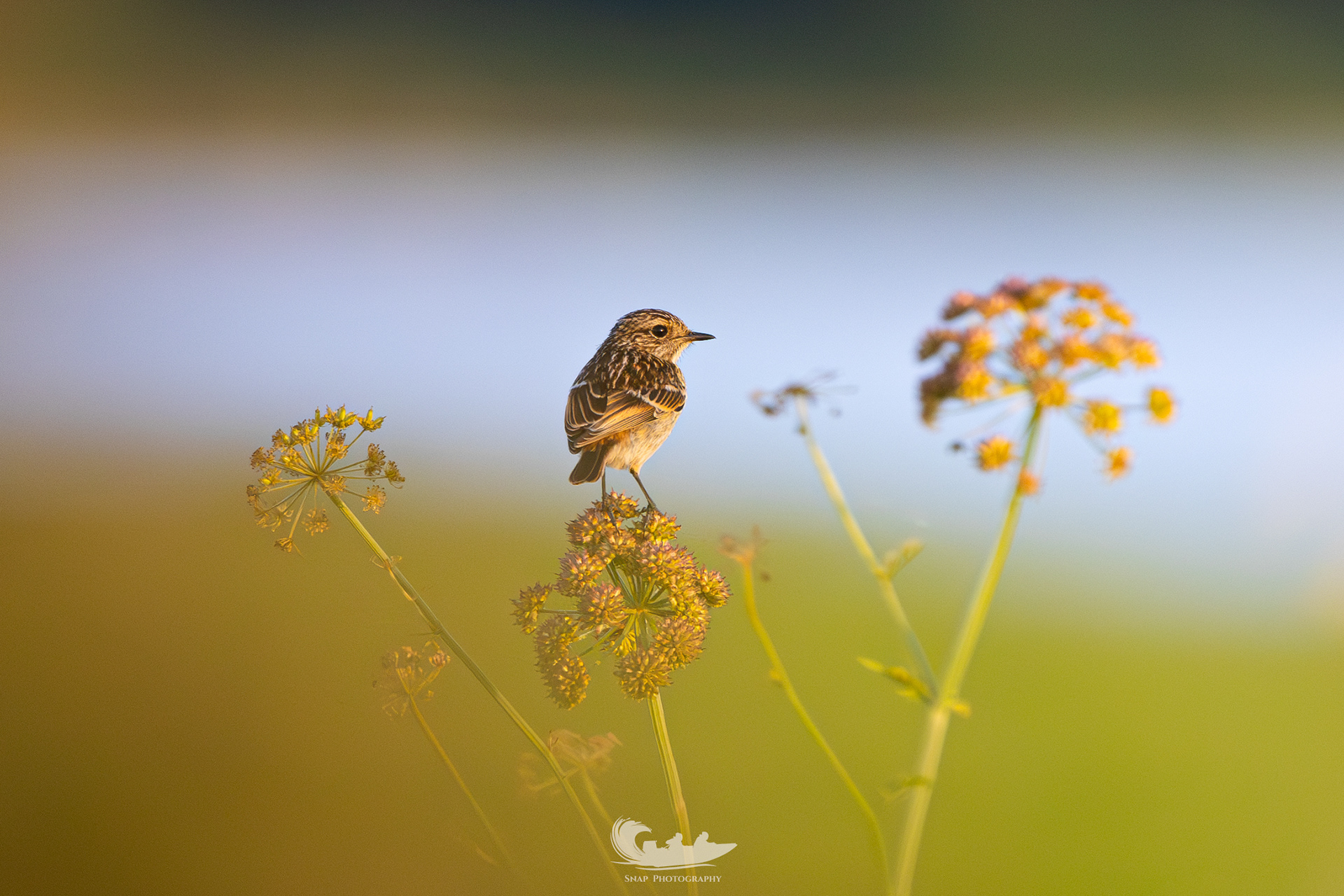 Meadow Pipit? 