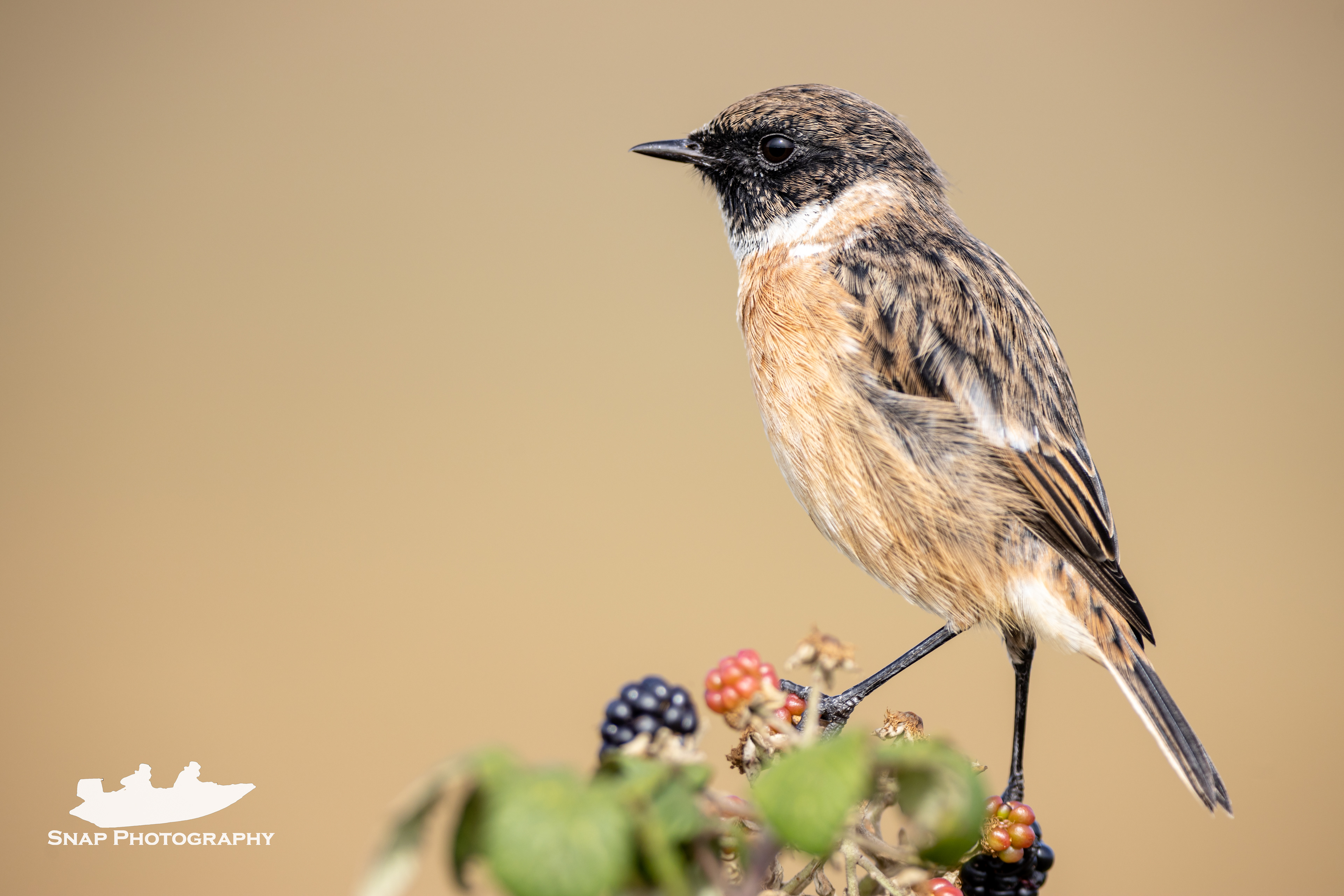 Stonechat