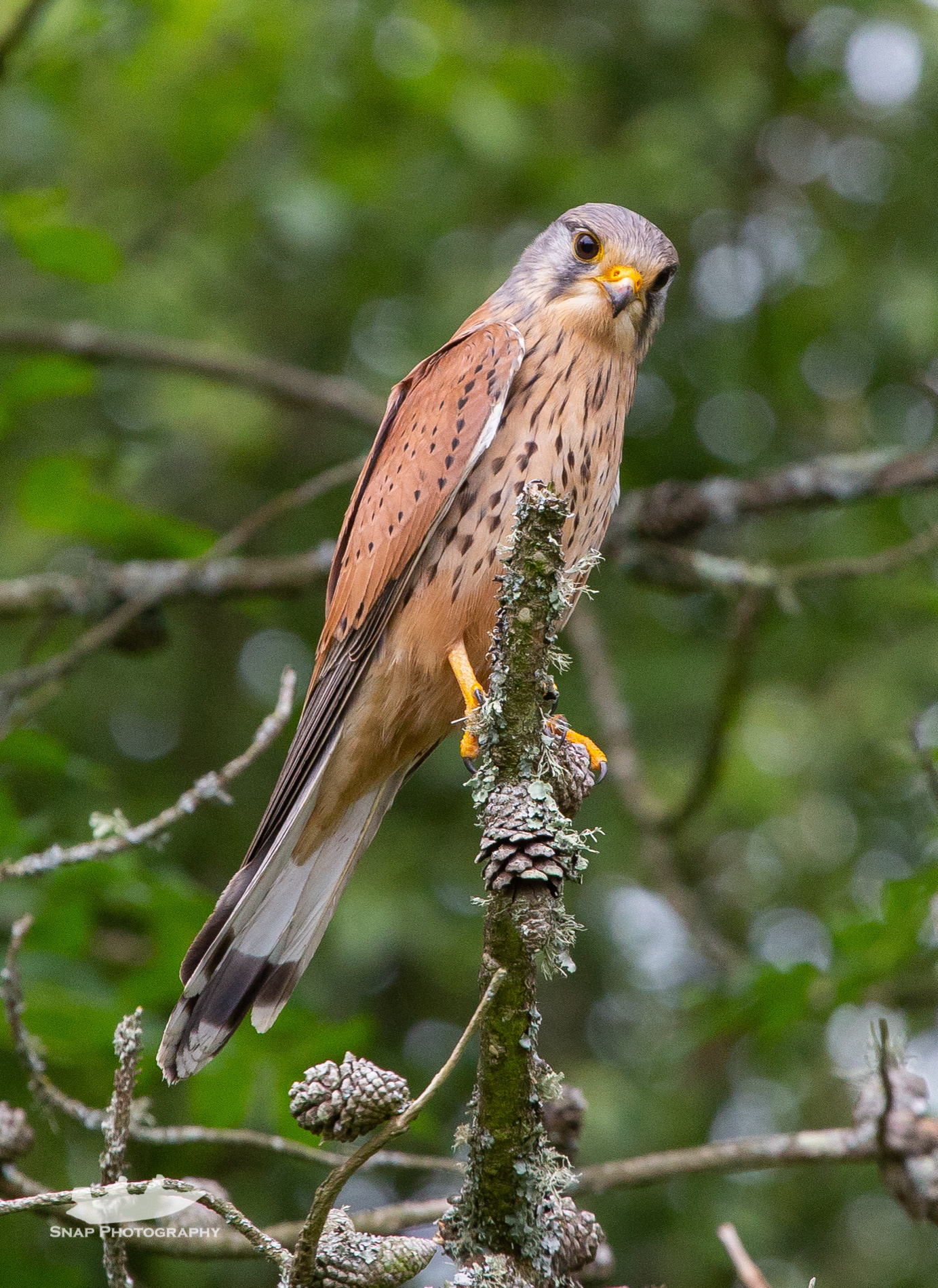 Kestrel 