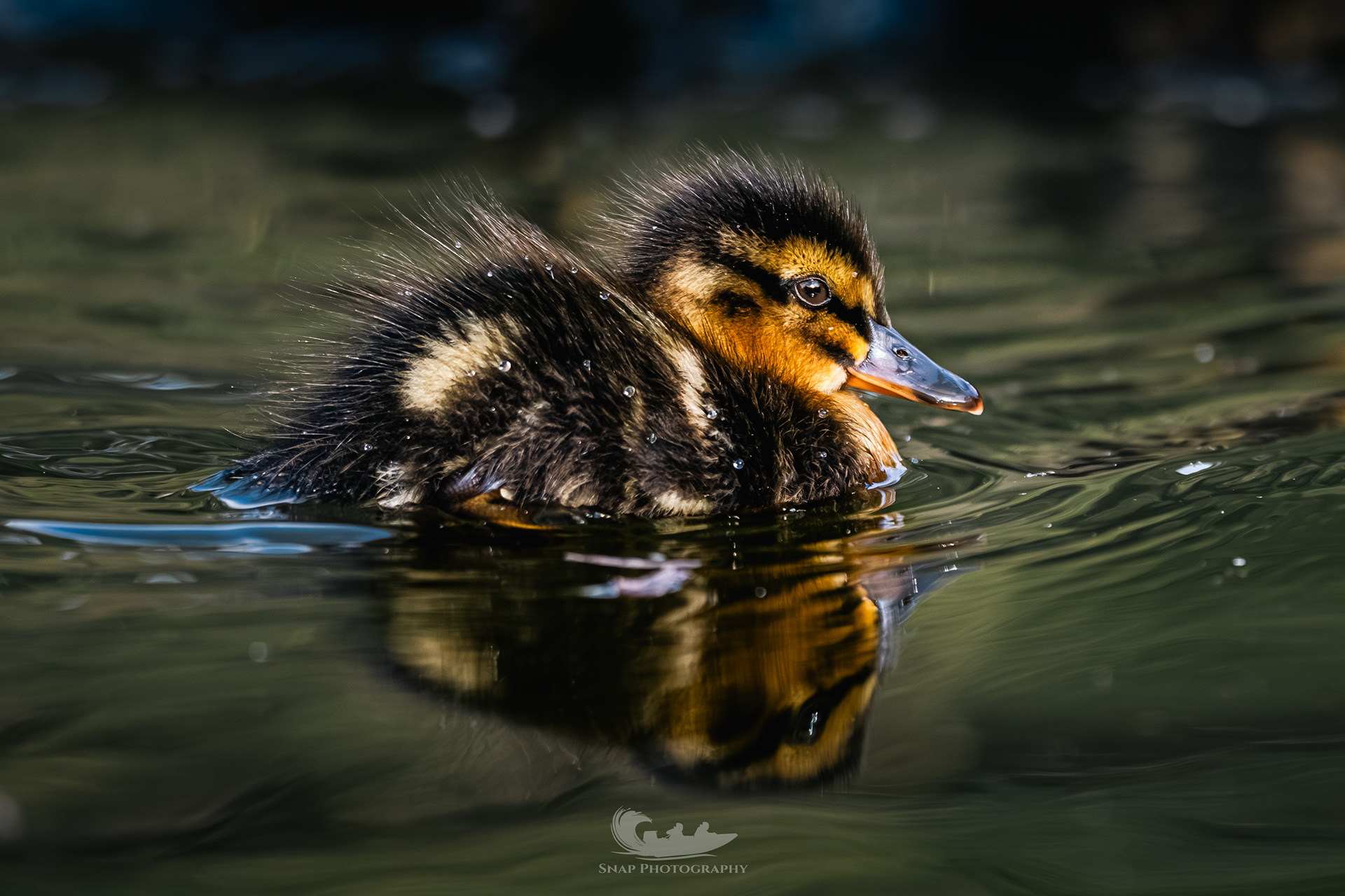 Sunrise ducklings