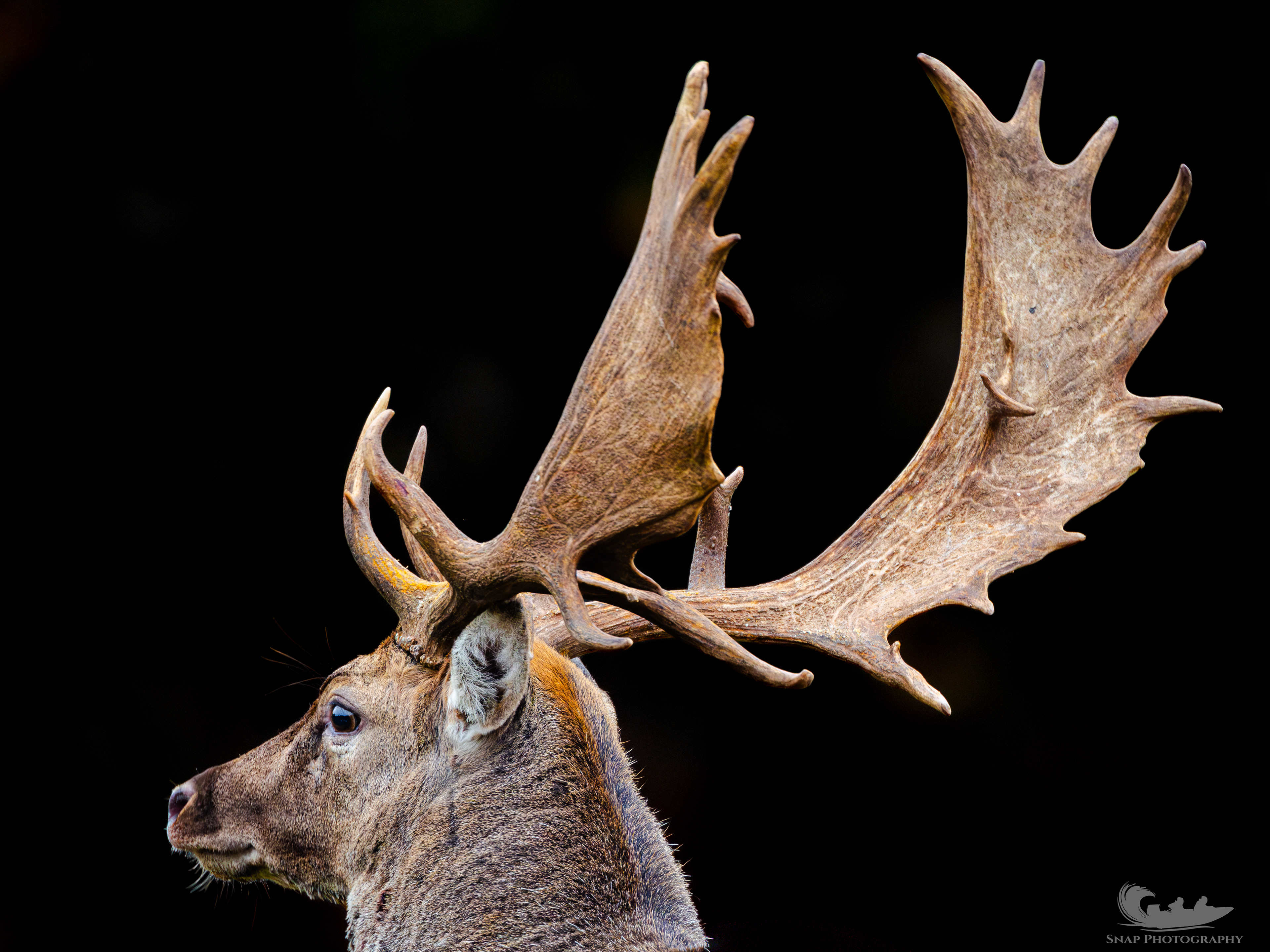 Fallow Deer 