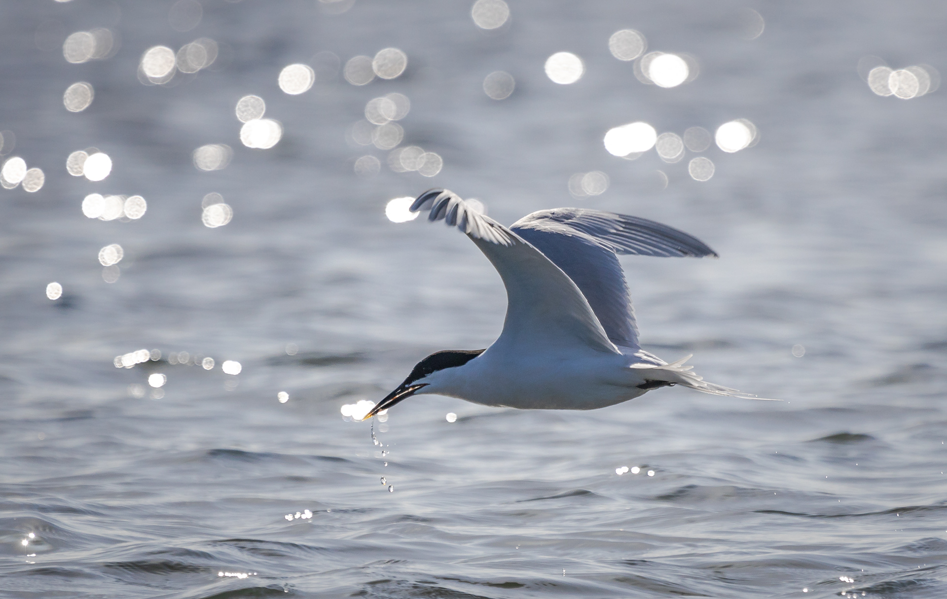 Sandwich Tern