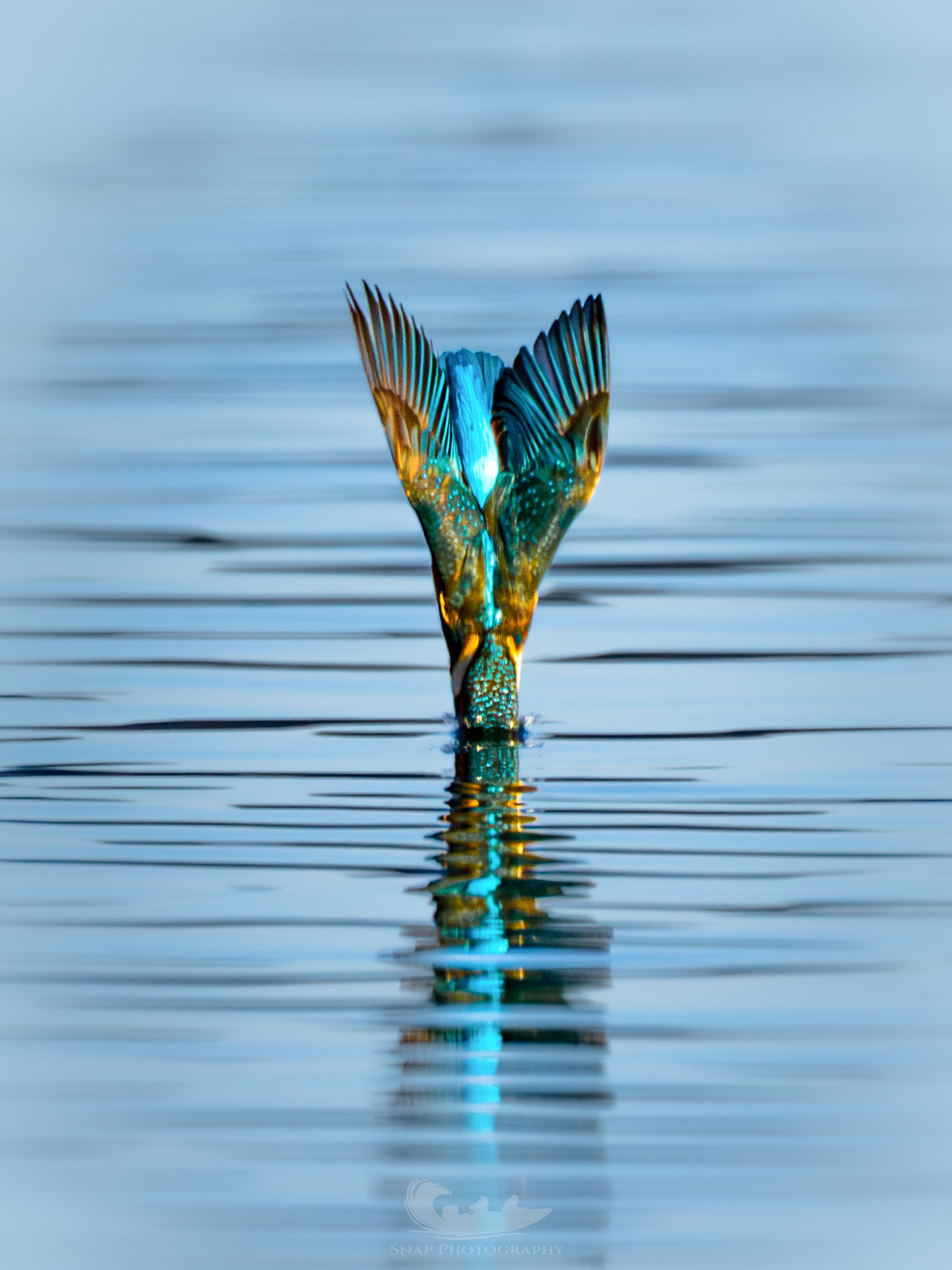 Kingfisher