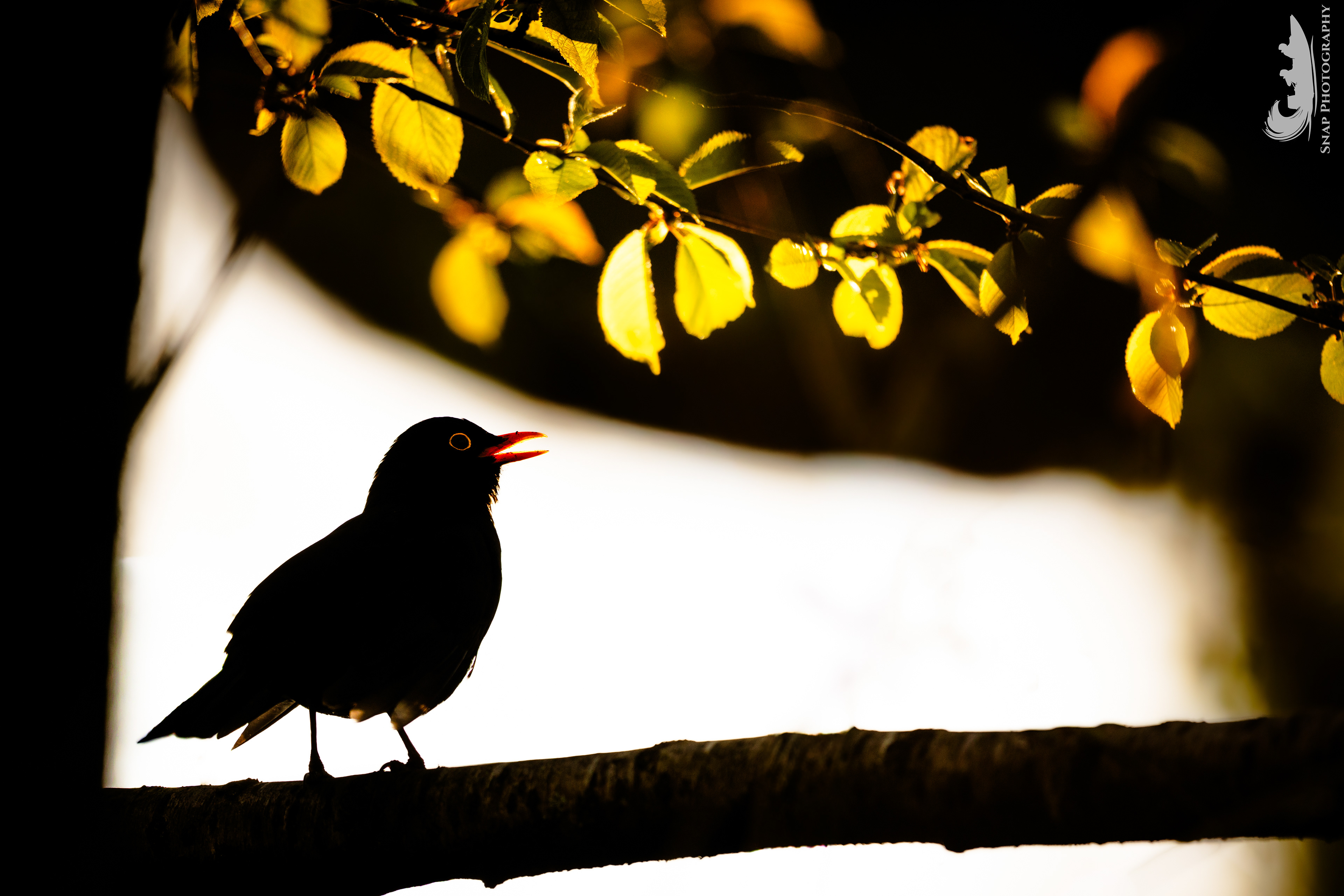 Singing backlit blackbird