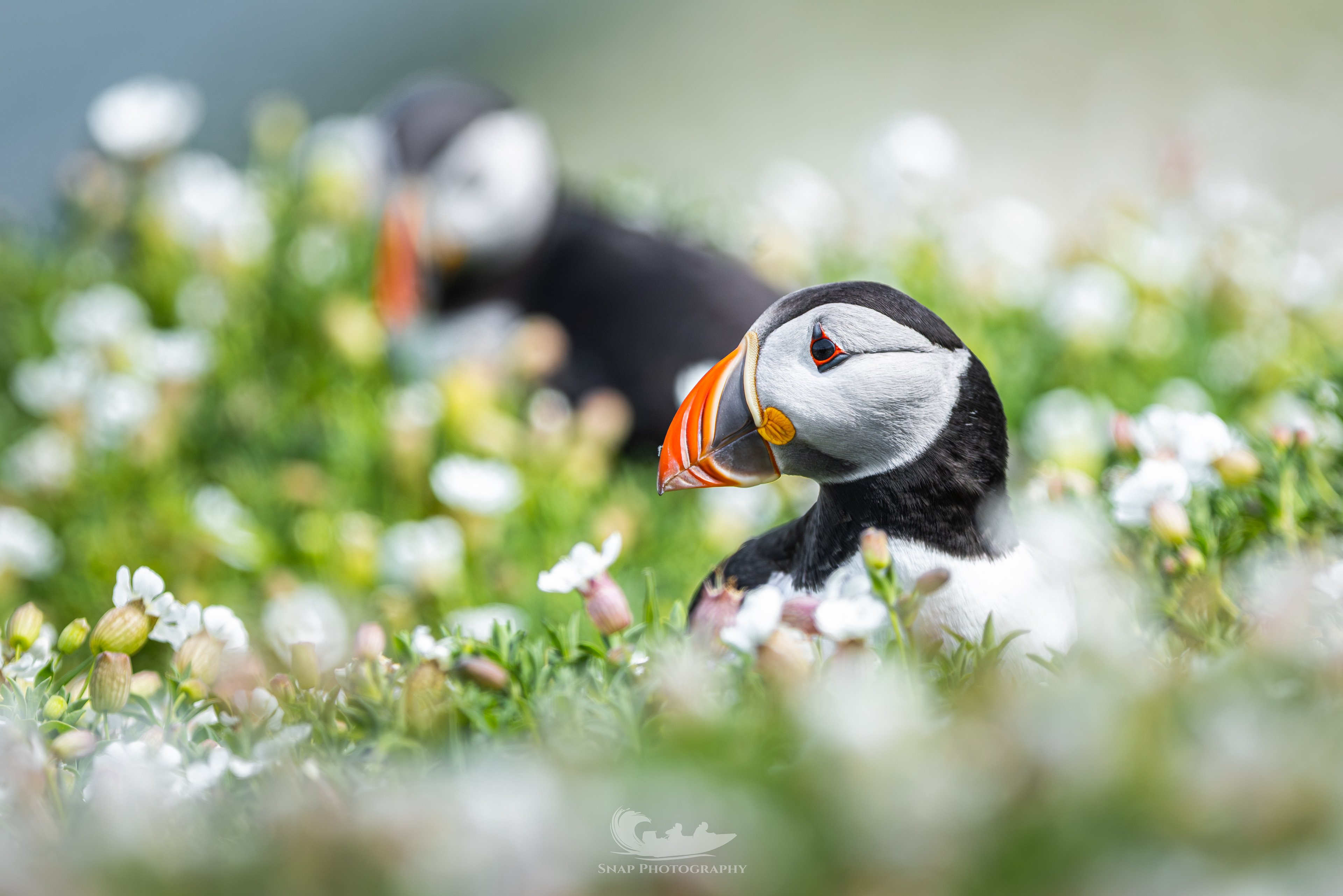 Skomer Island Puffins