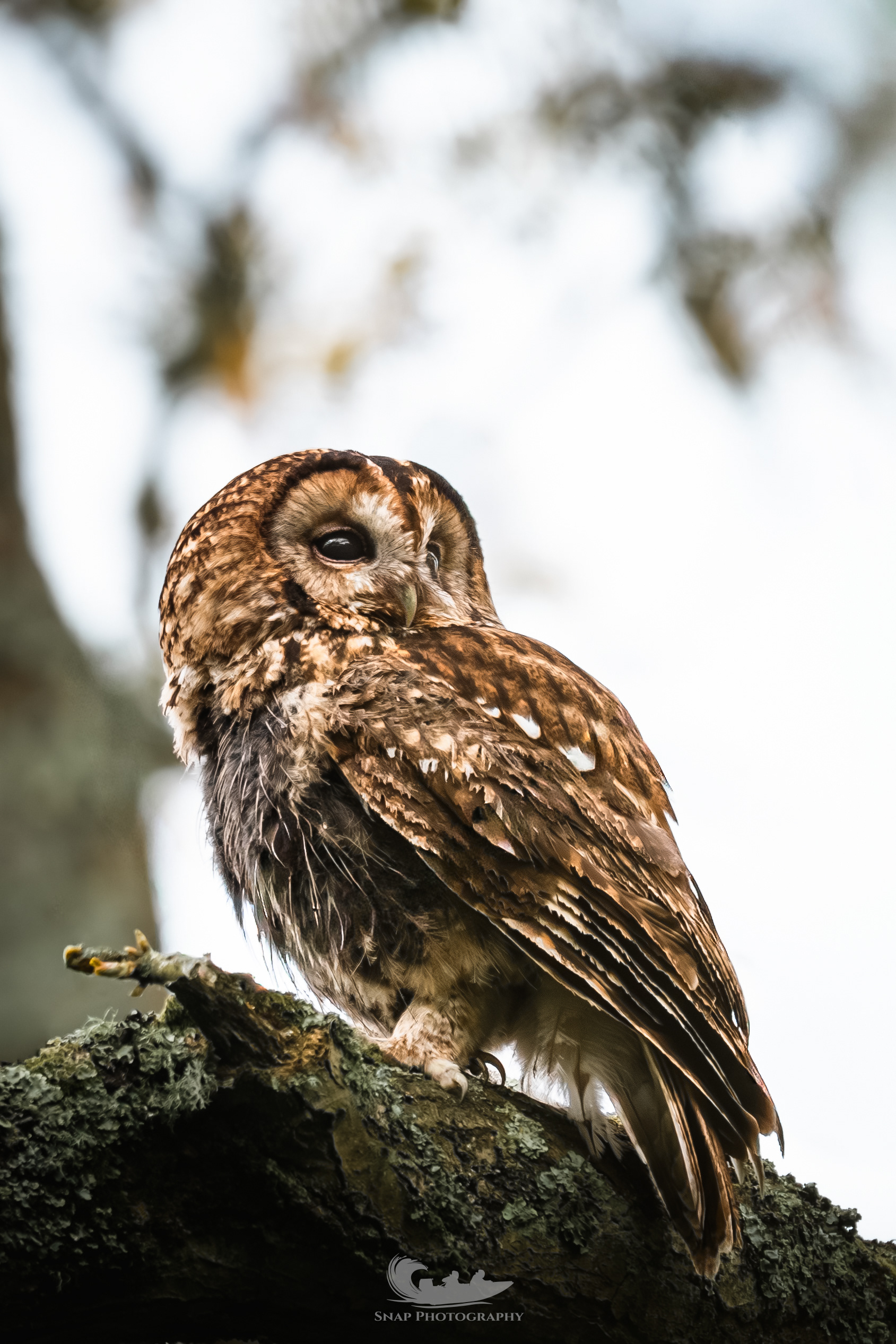 Tawny owl