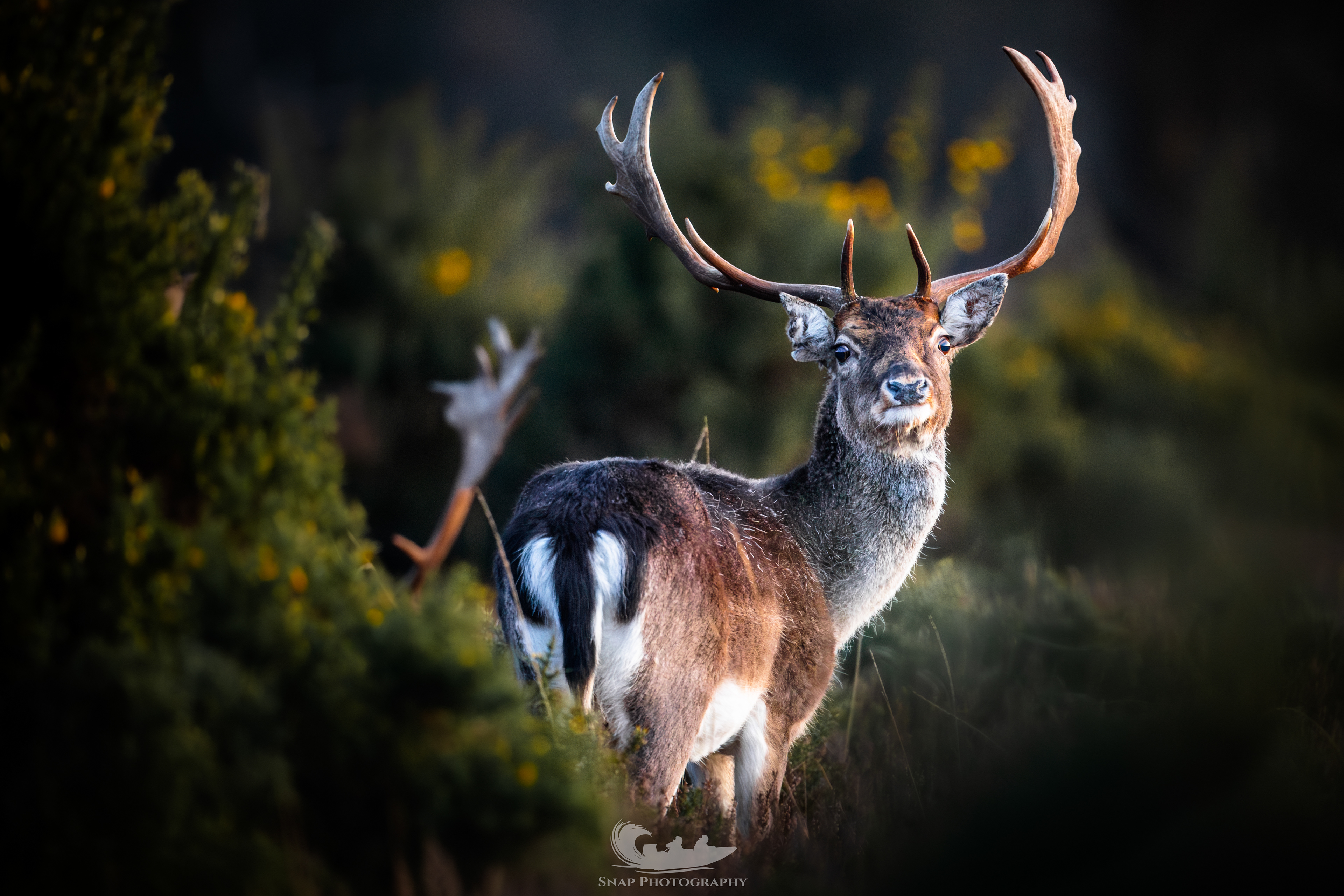 Fallow Buck