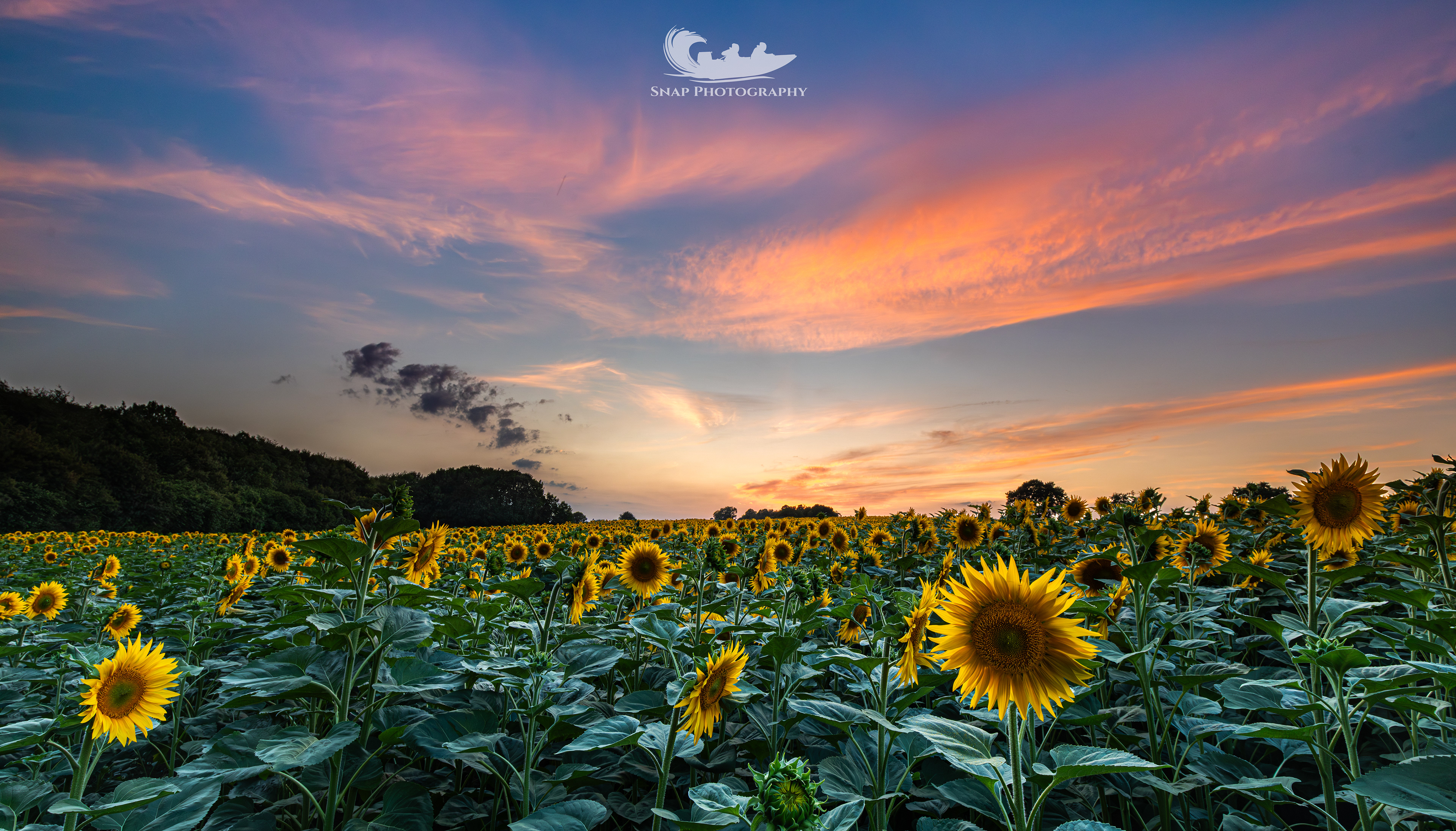 Sunflower field, Horton