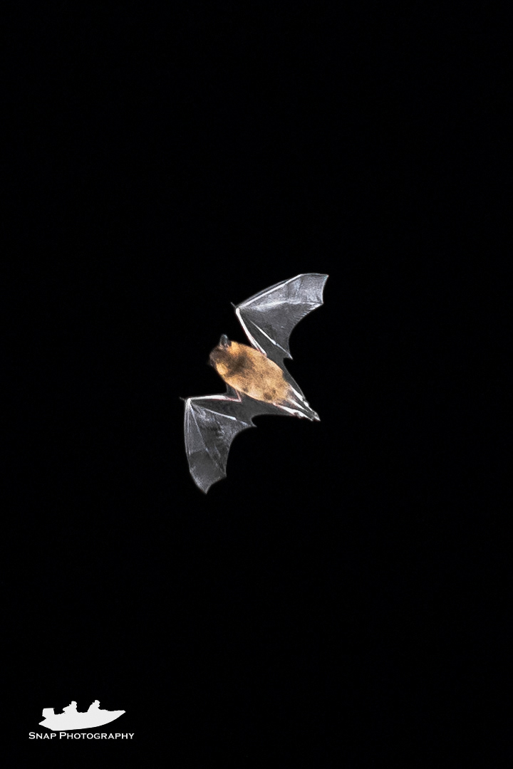 Bat