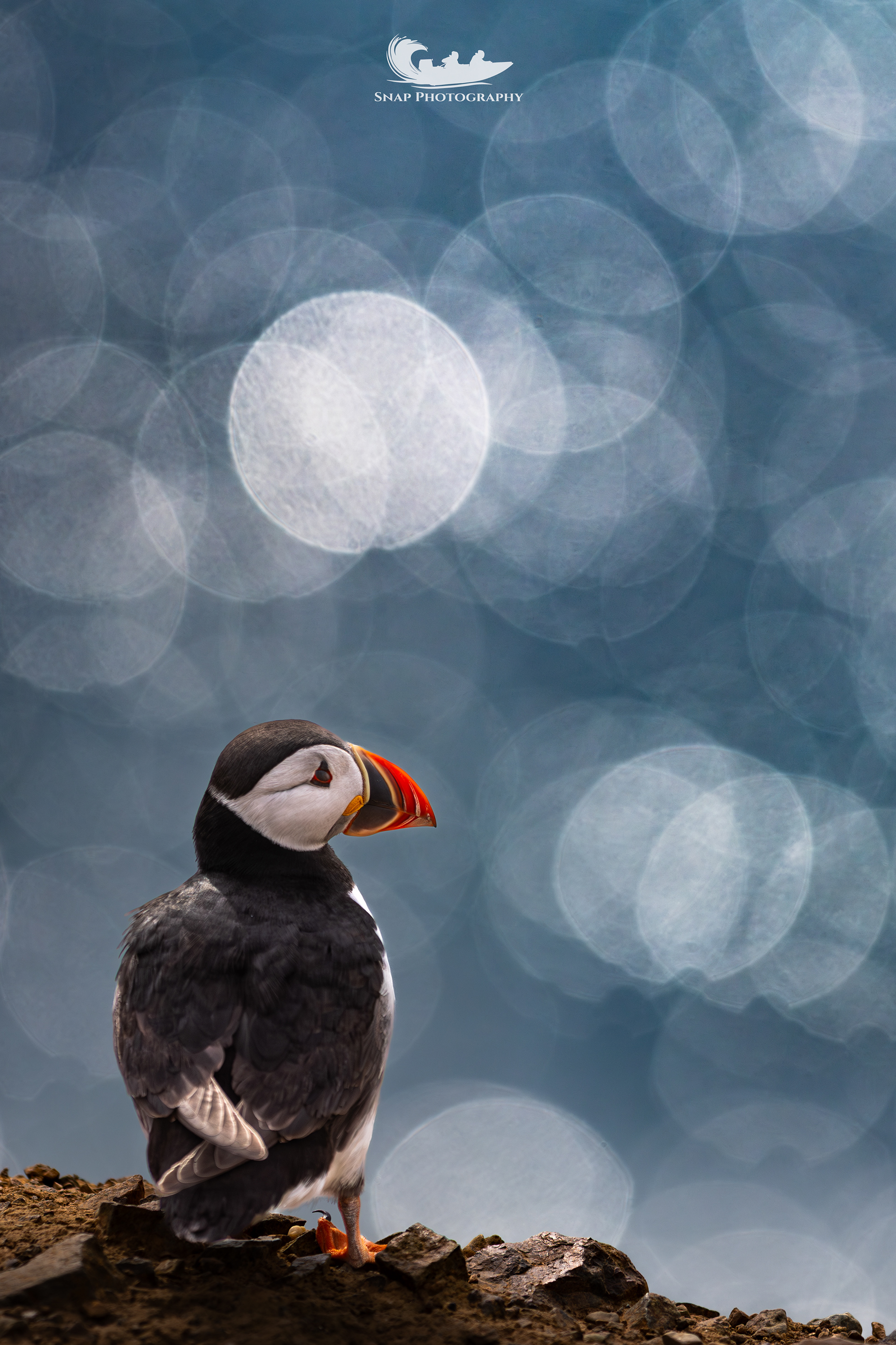 Skomer Island Puffins