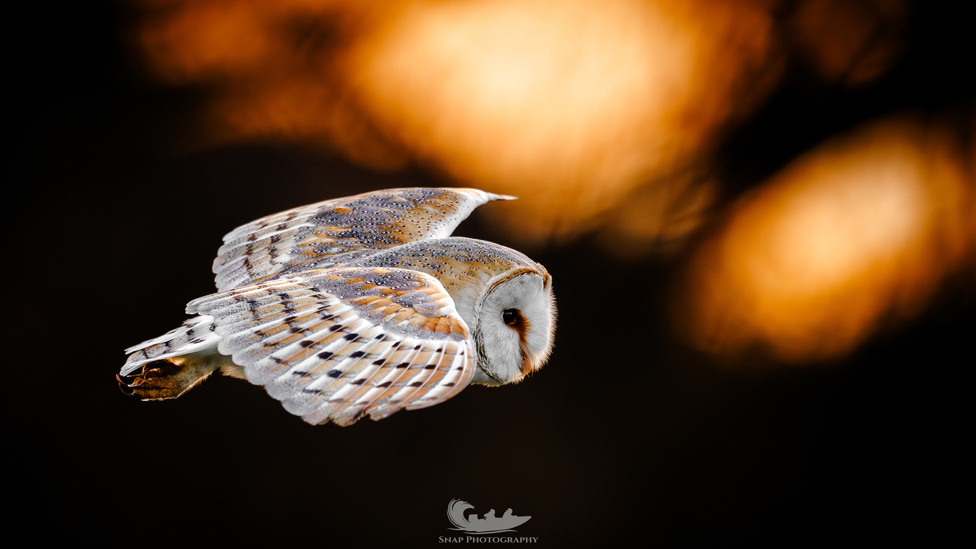 Barn Owl