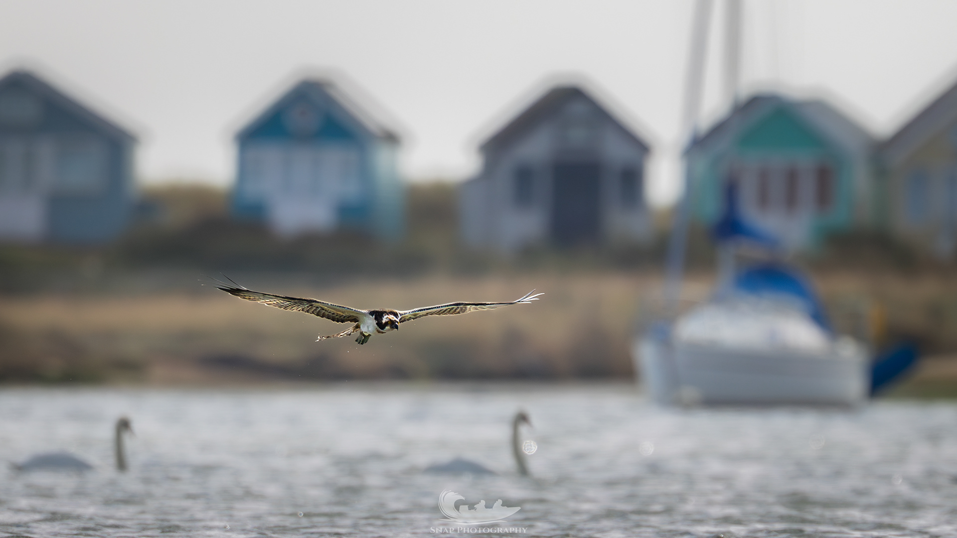 A fishing Osprey