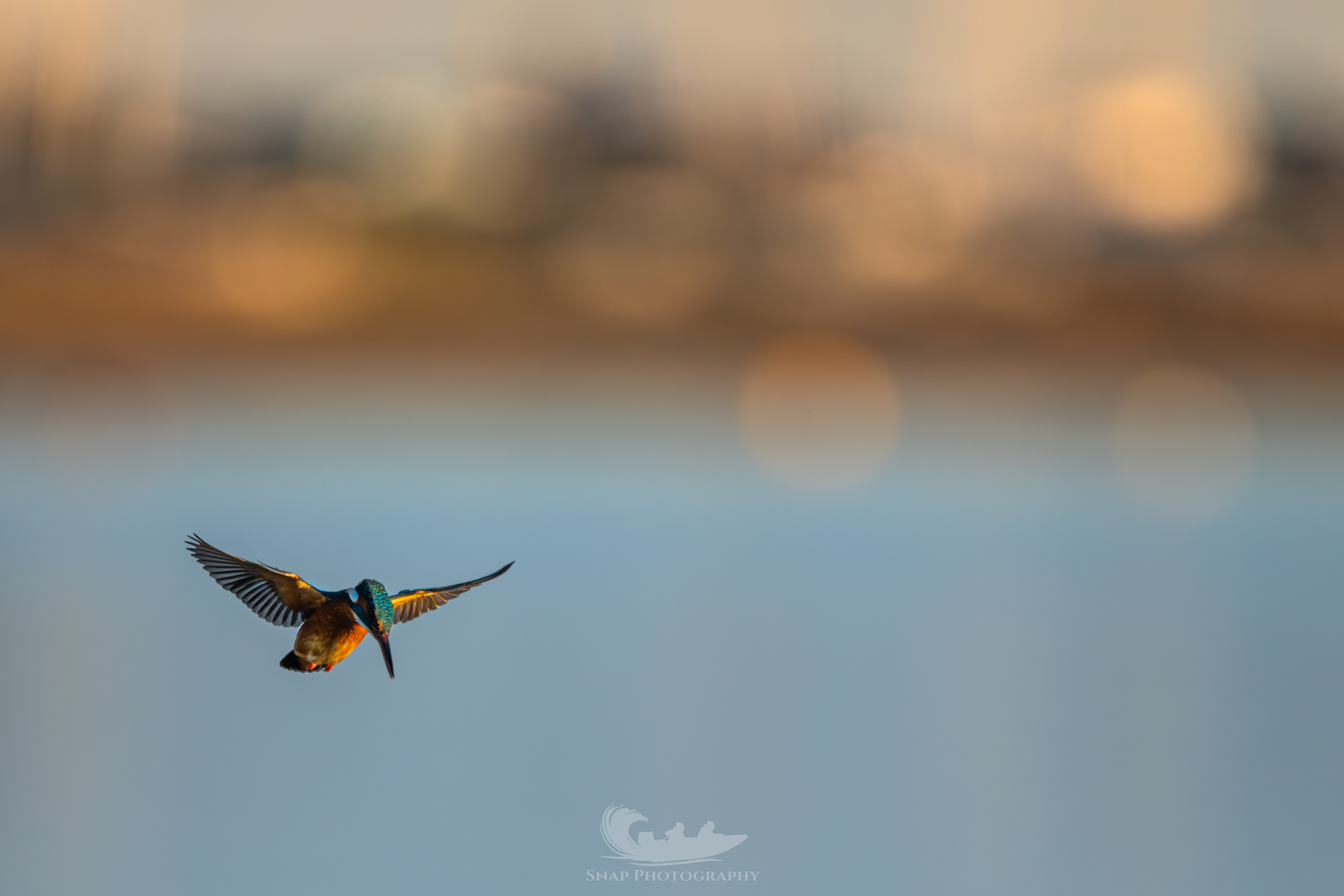Kingfisher on the hunt