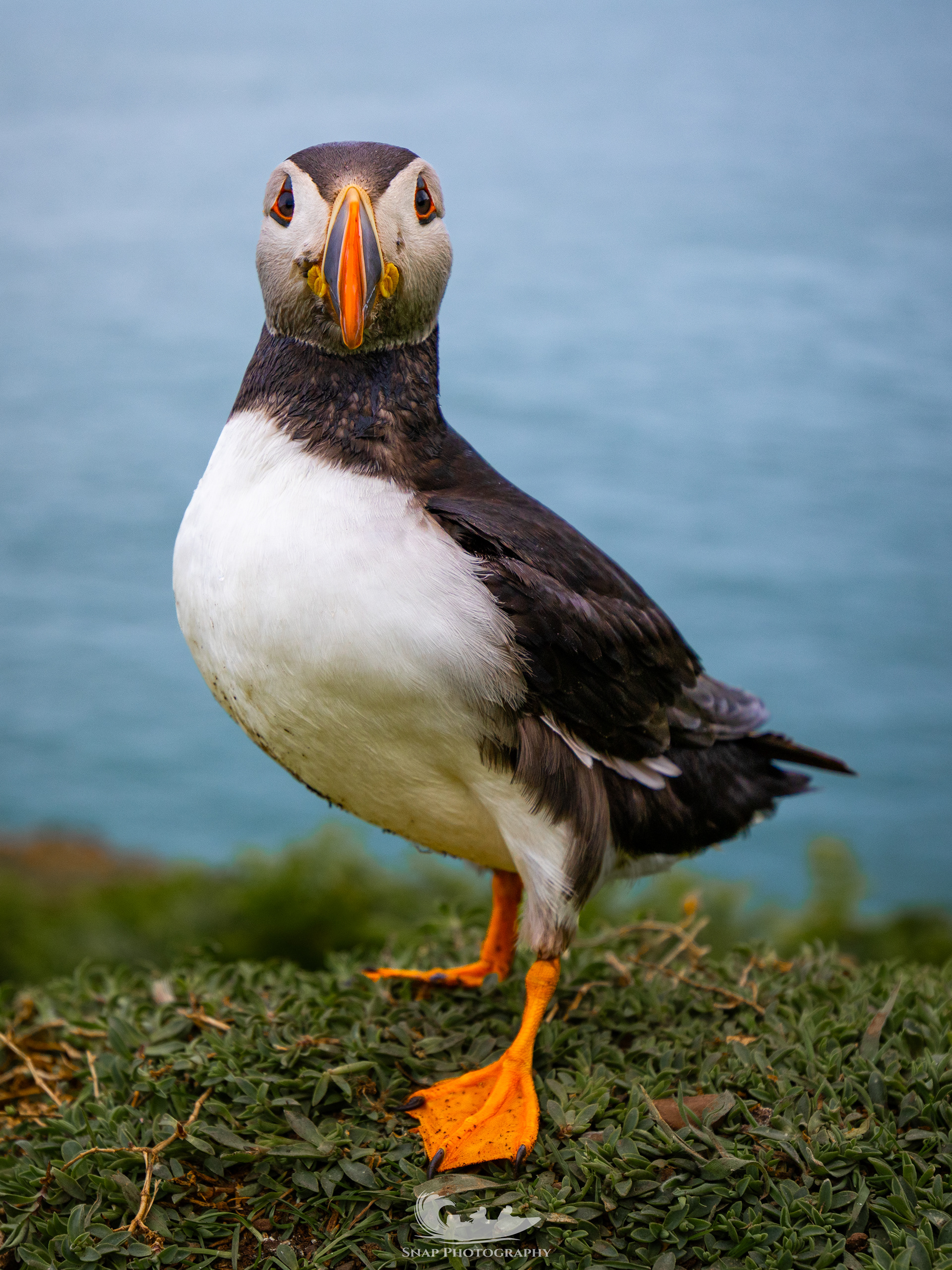Skomer Island 
