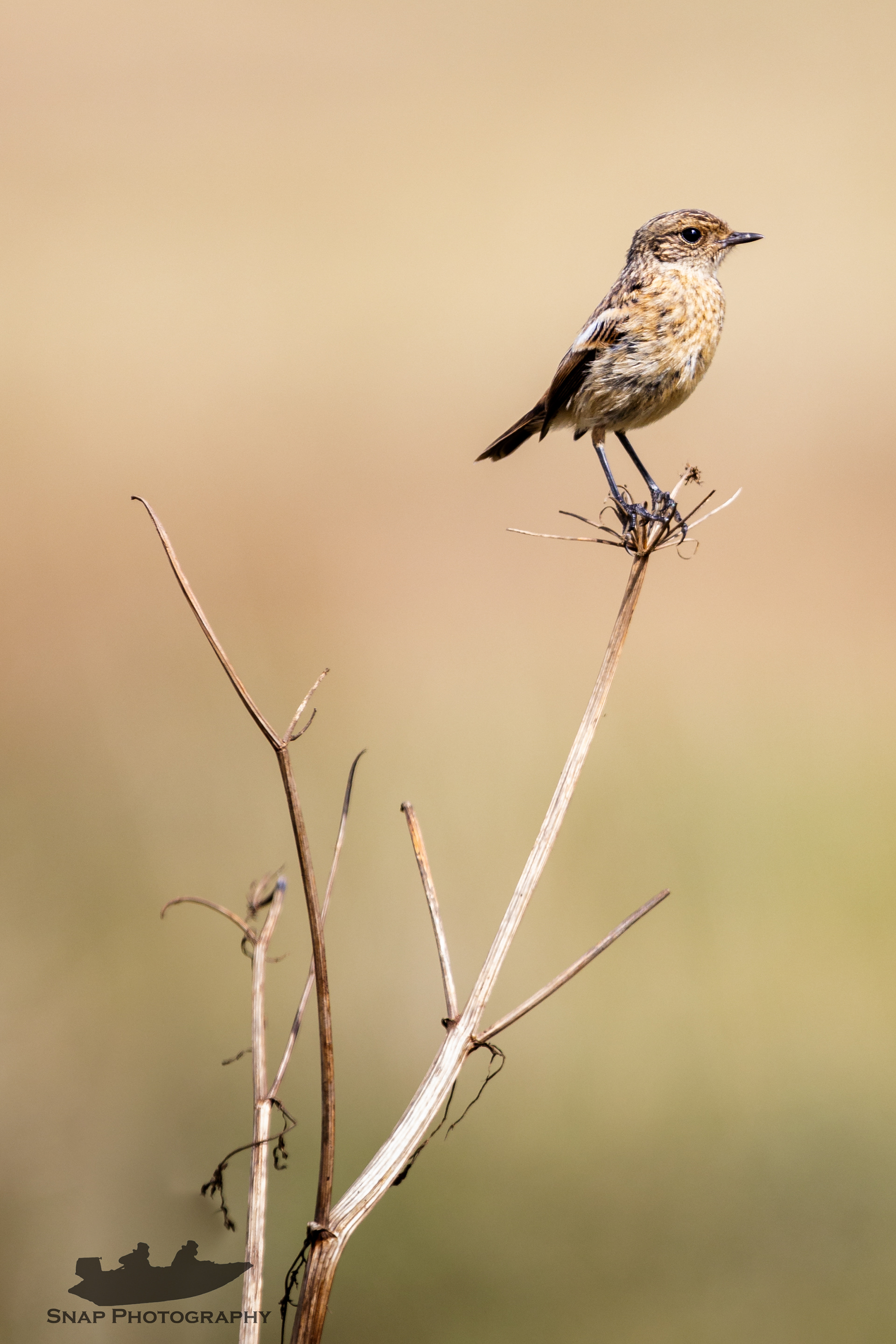 Stonechat