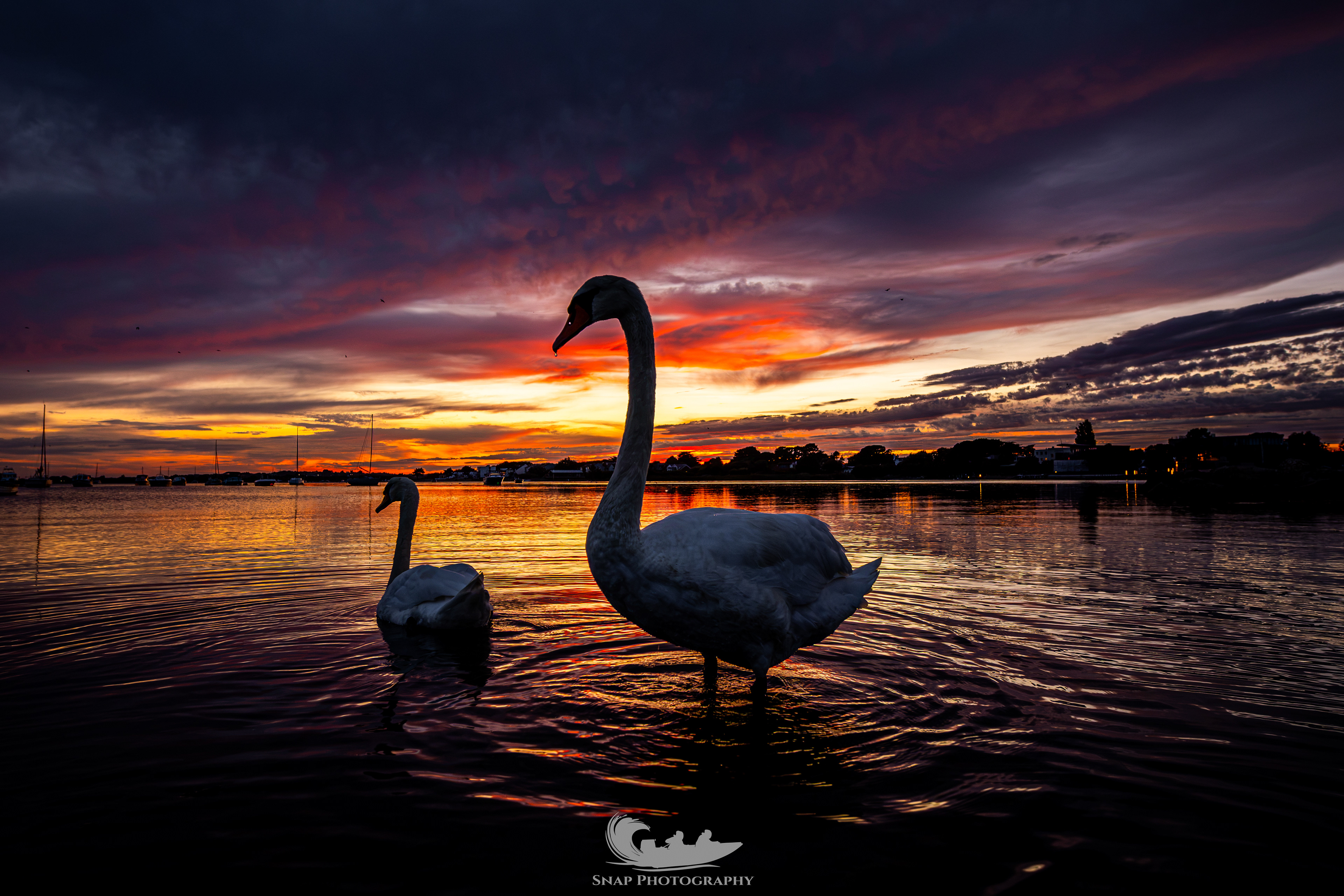 Posing Swan