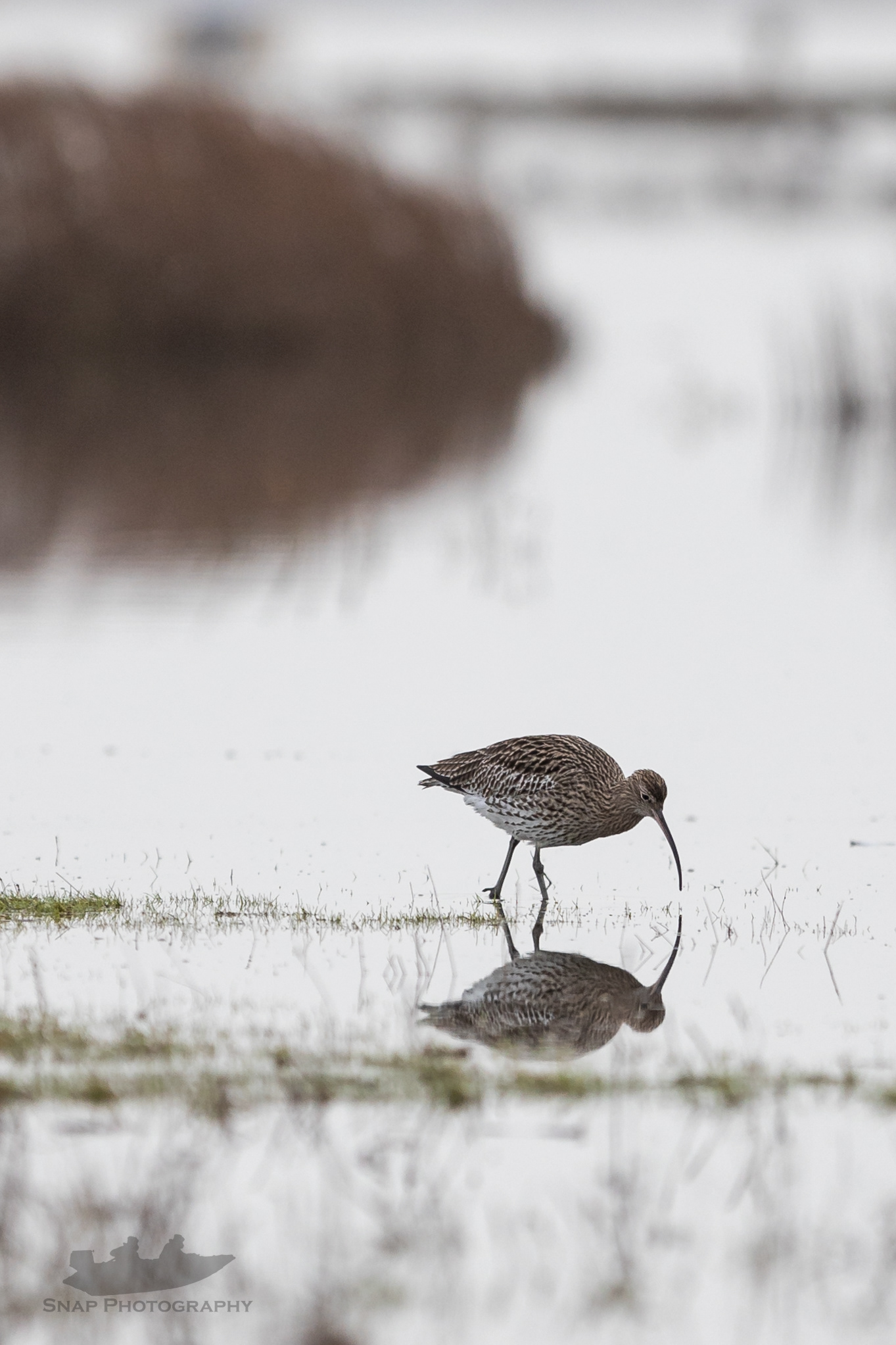 Curlew