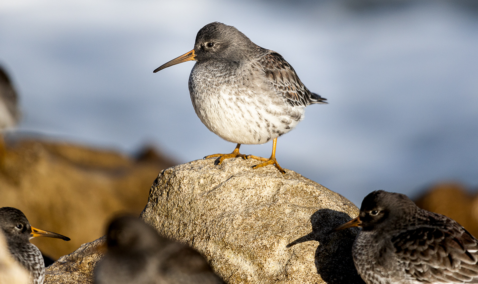 Purple Sandpiper