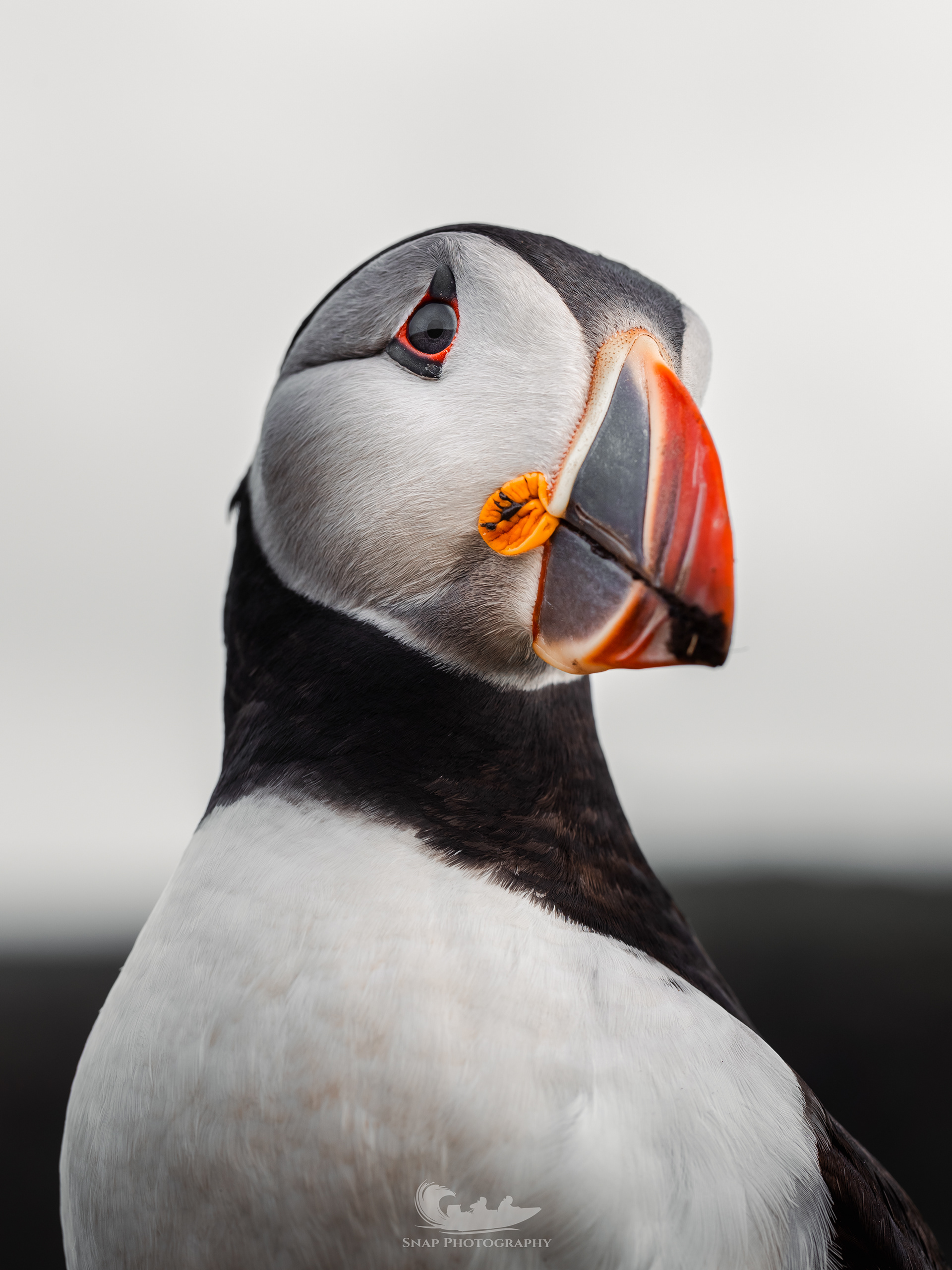 Skomer Island Puffins
