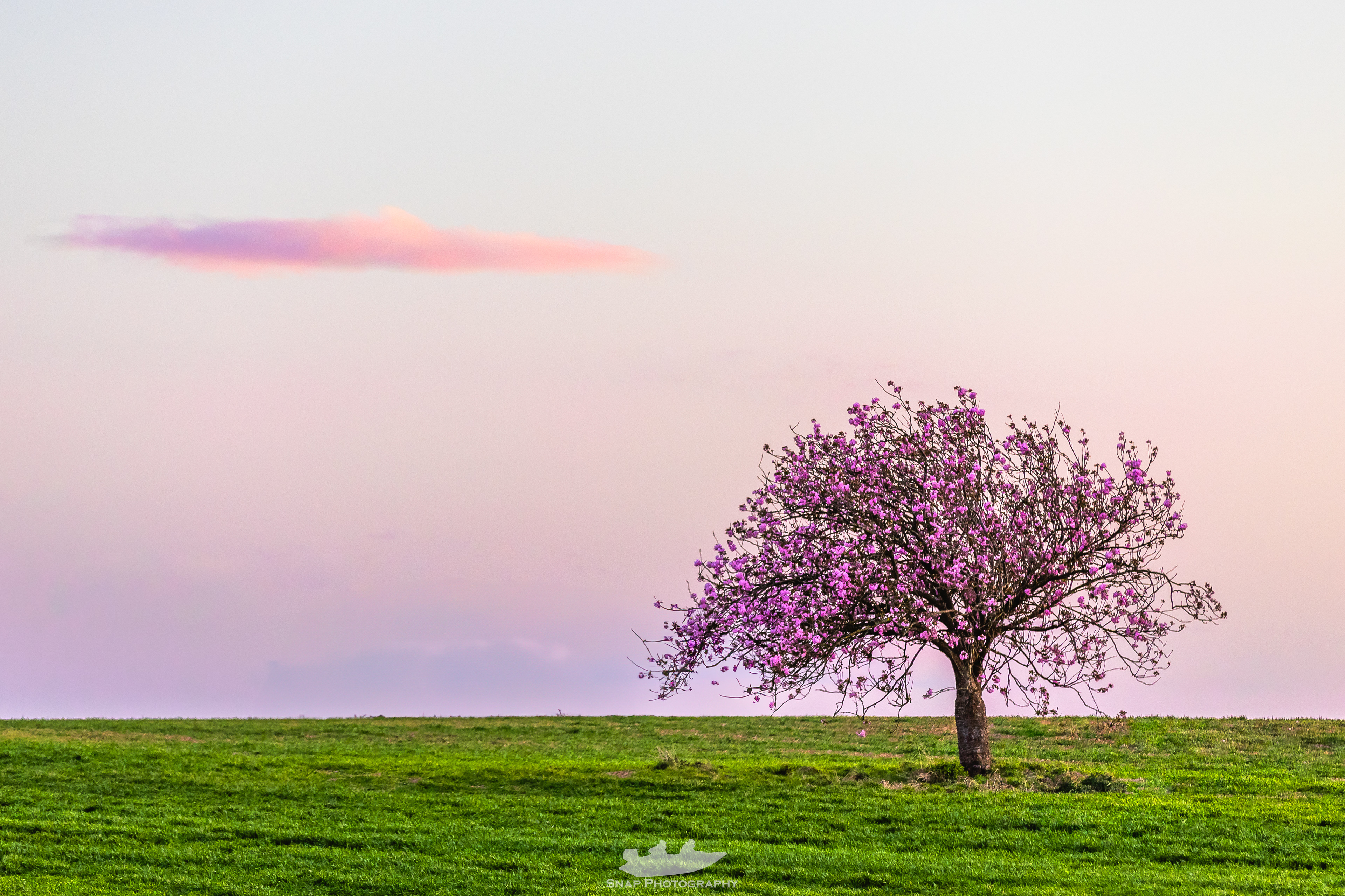 In blossom