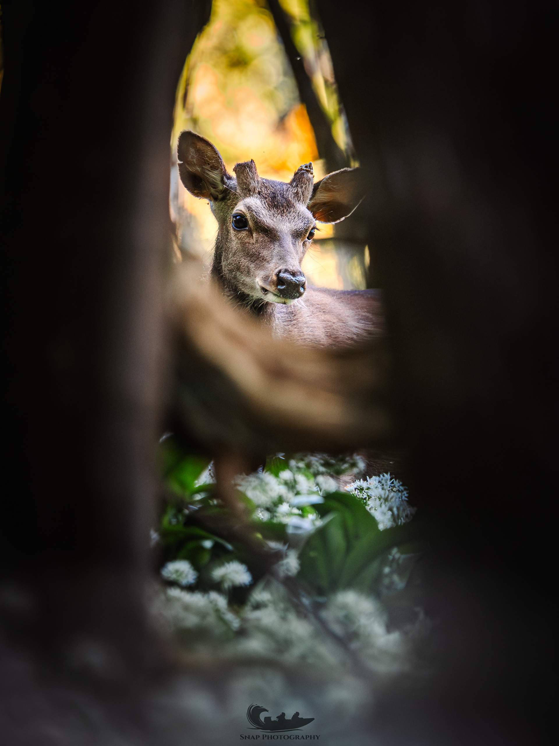 Deer in a wild garlic meadow