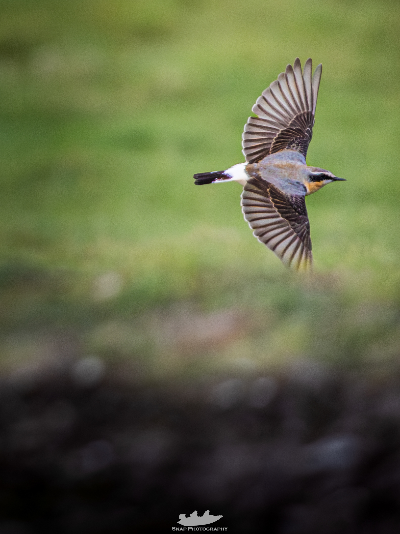 Wheatear