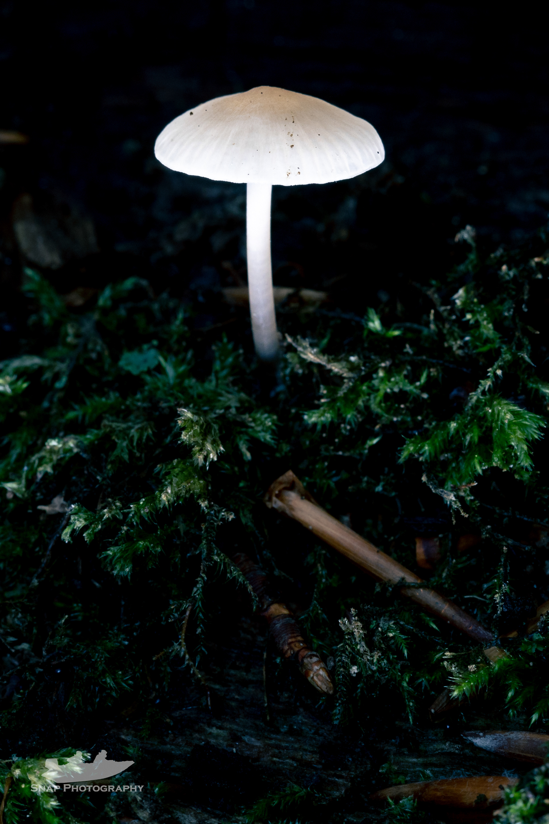 Glowing shroom