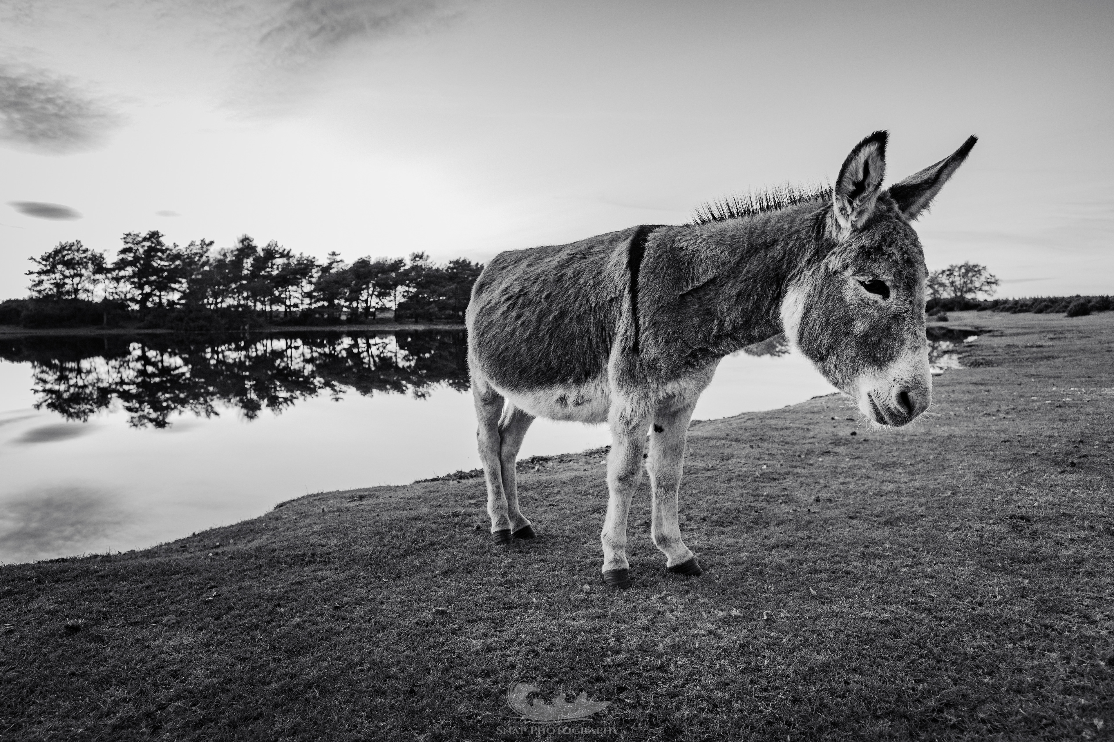 Donkey