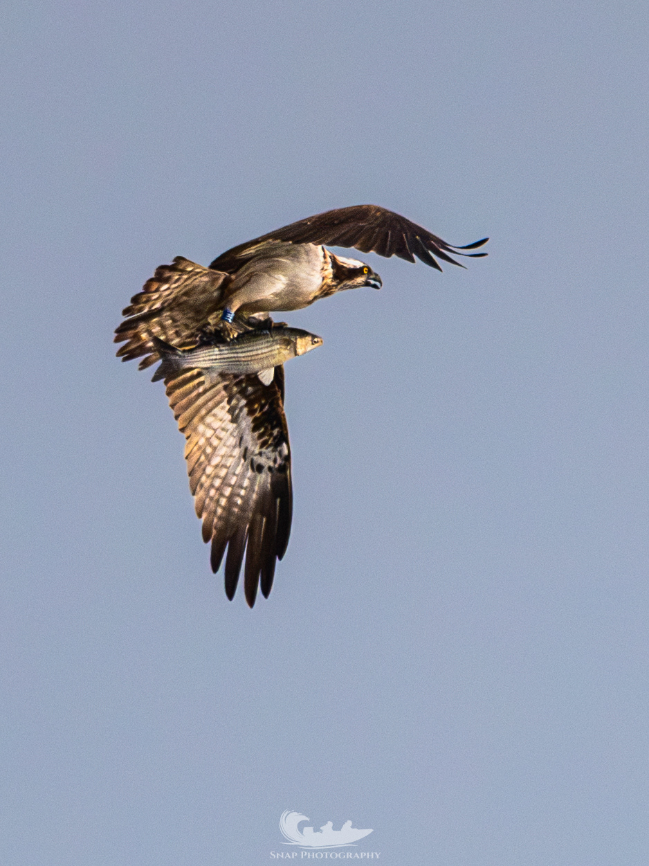 Osprey with fish