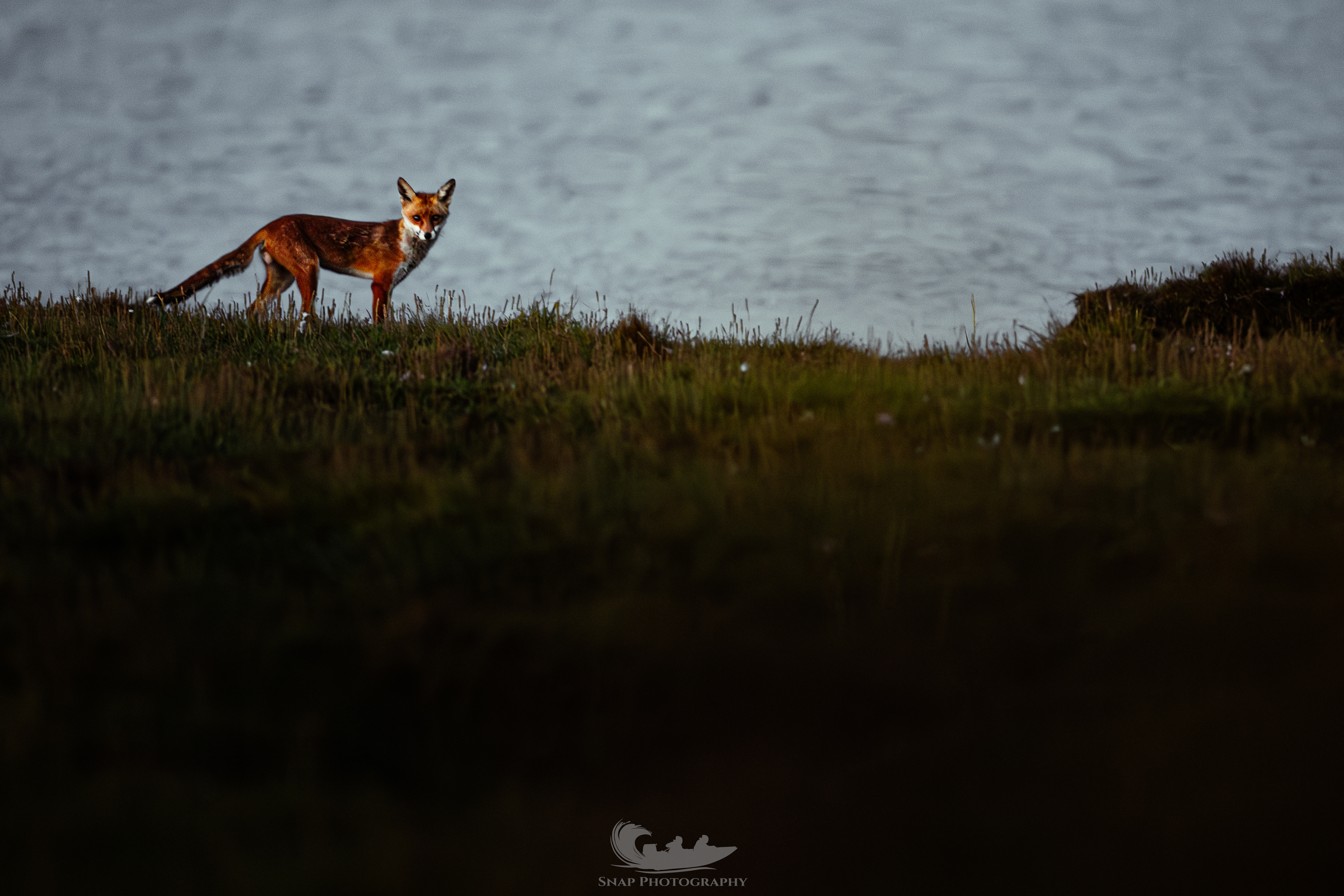 Marsh Fox