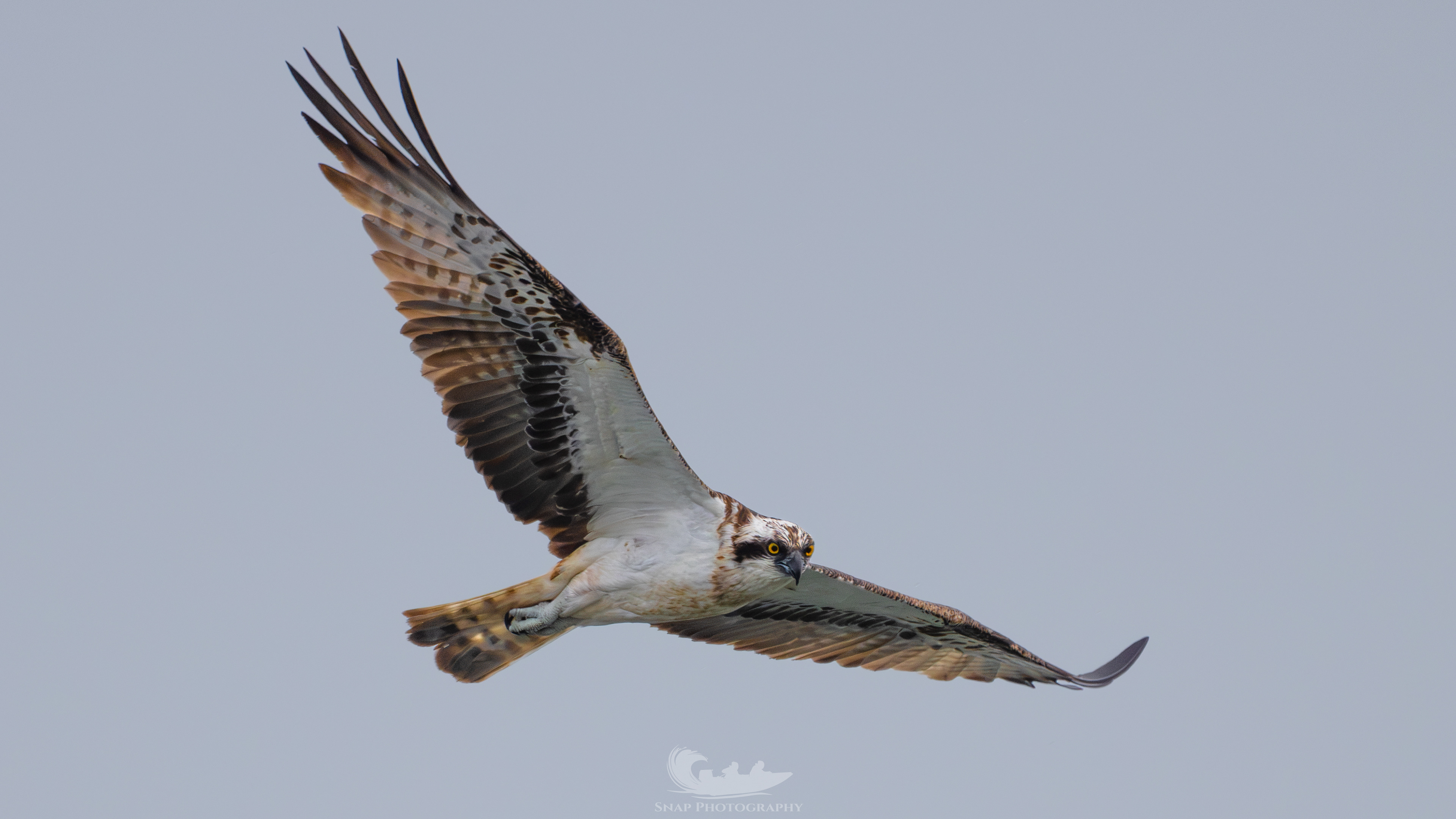 Osprey on the hunt in Christchurch harbour